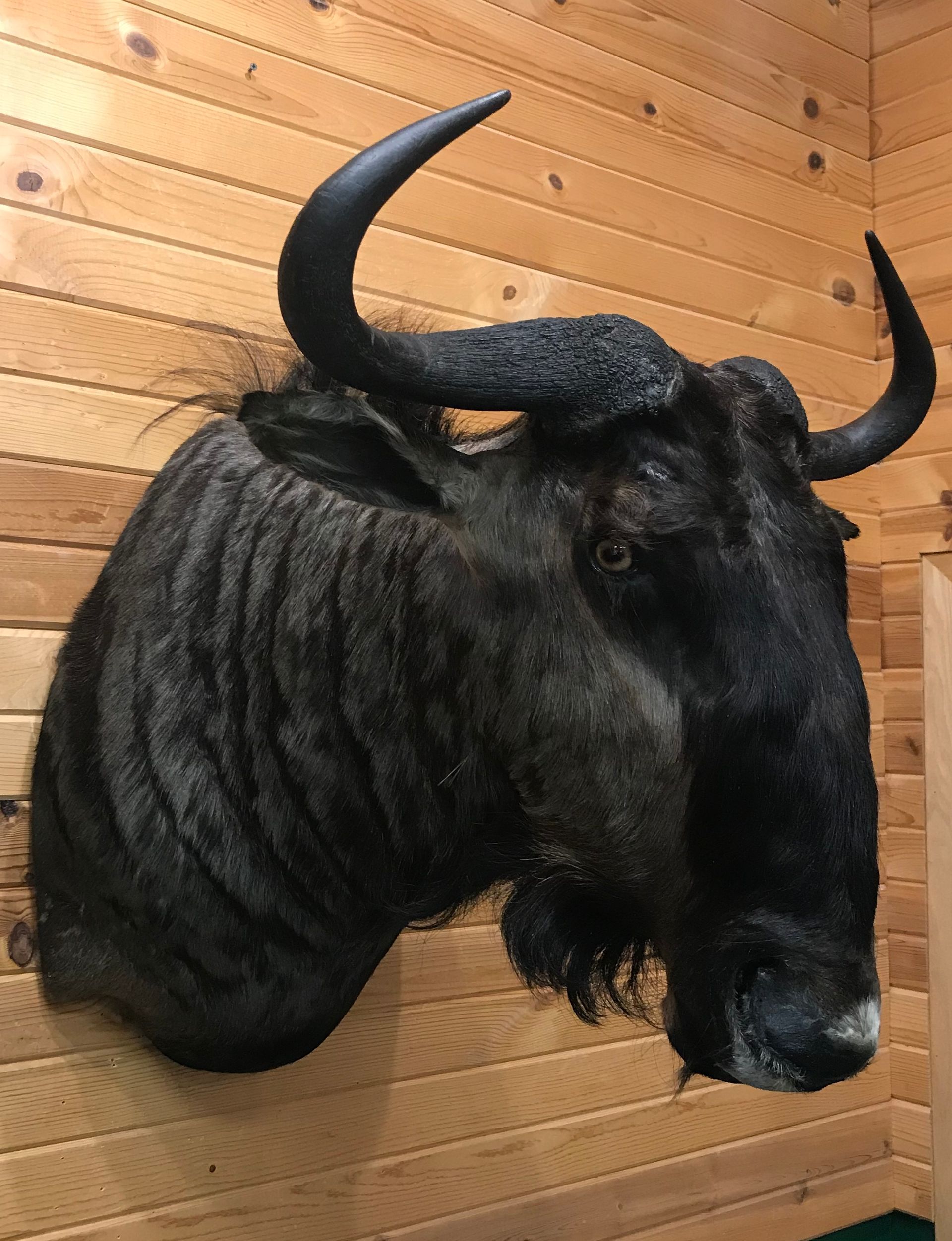 A stuffed exotic animal head is hanging on a wooden wall.