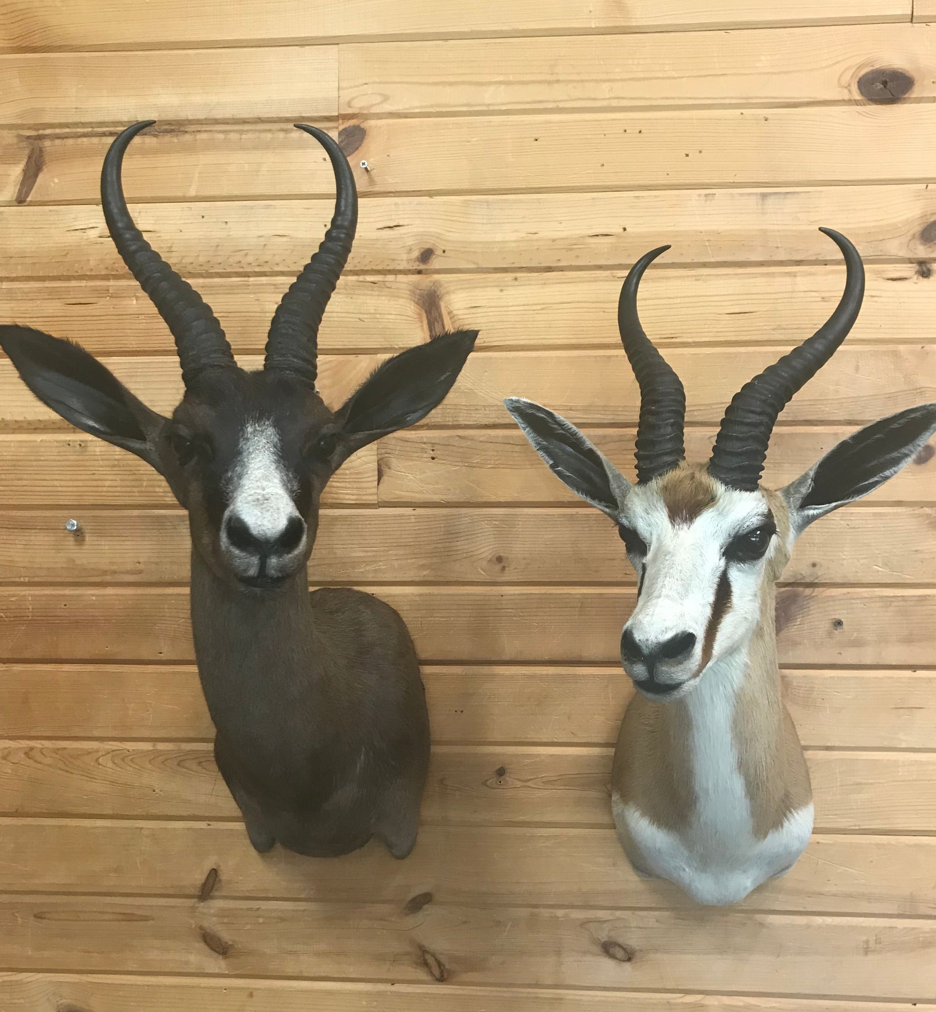 Two stuffed exotic animal heads hanging on a wooden wall