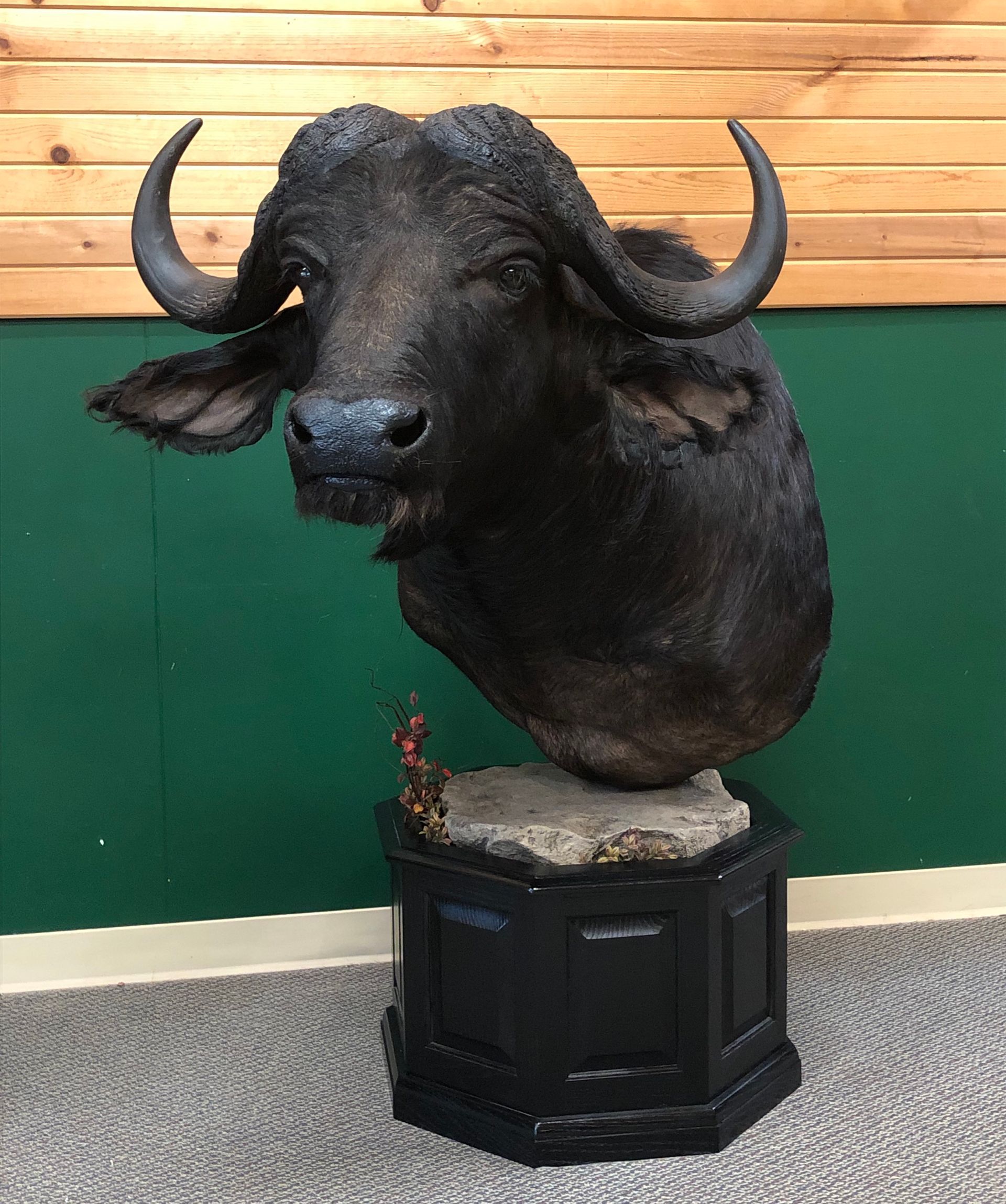 A stuffed water buffalo head is sitting on top of a black pedestal.