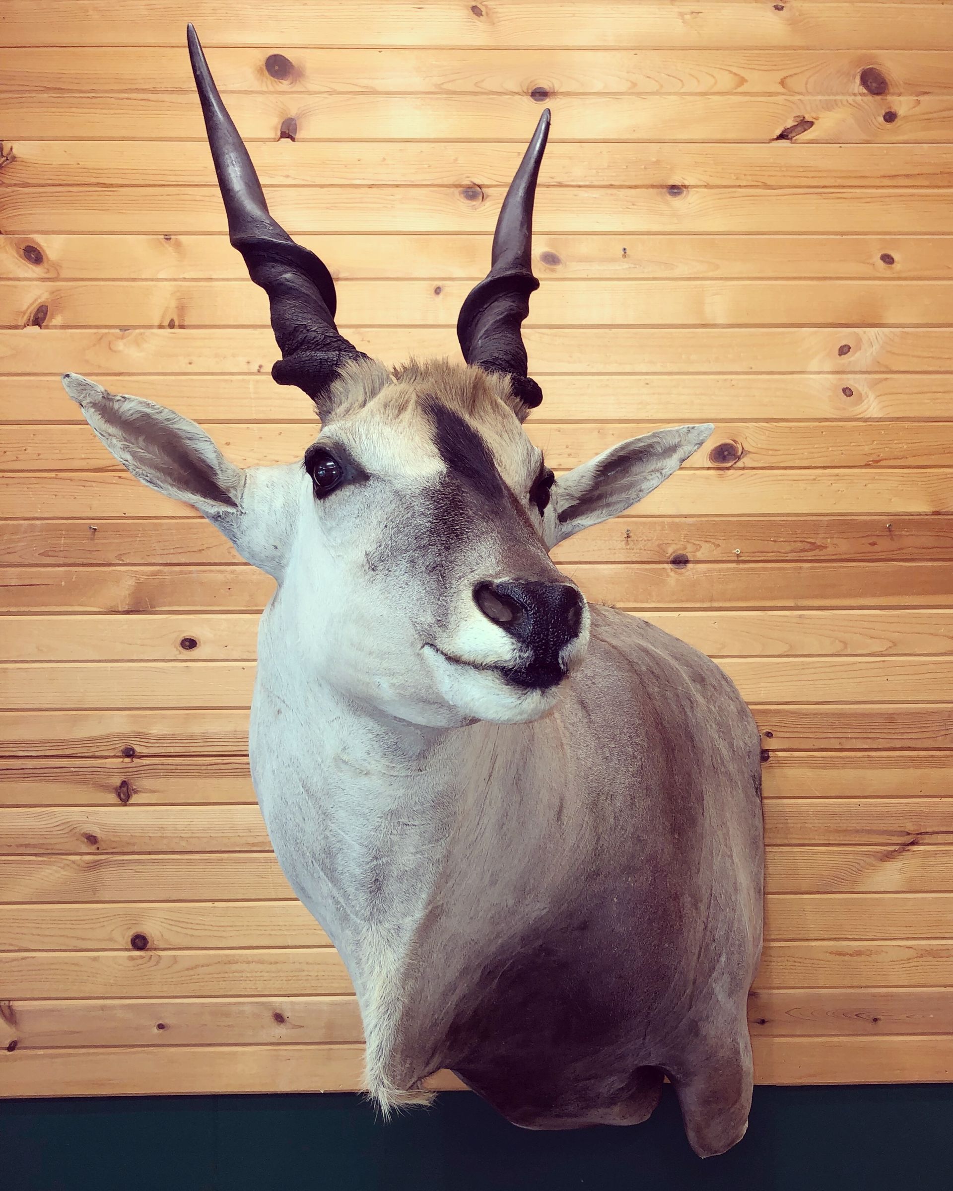 A stuffed exotic animal head is hanging on a wooden wall.