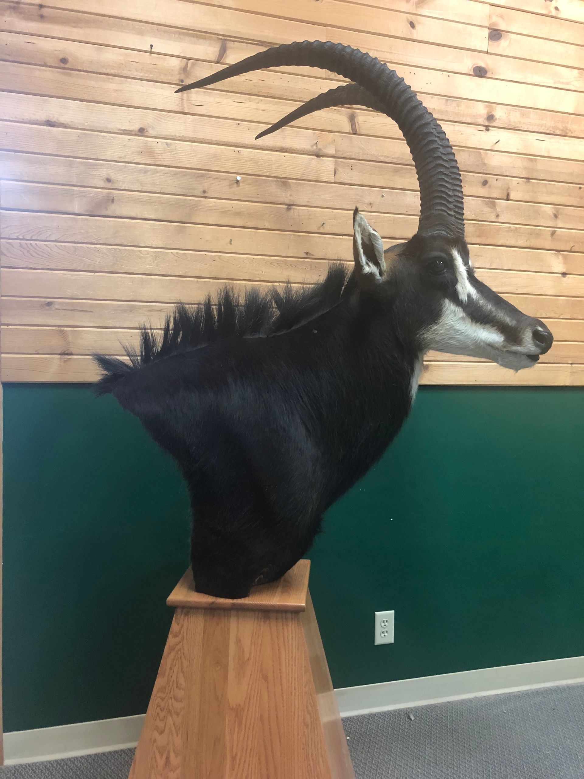 A stuffed exotic animal head mounted on a wooden pedestal.
