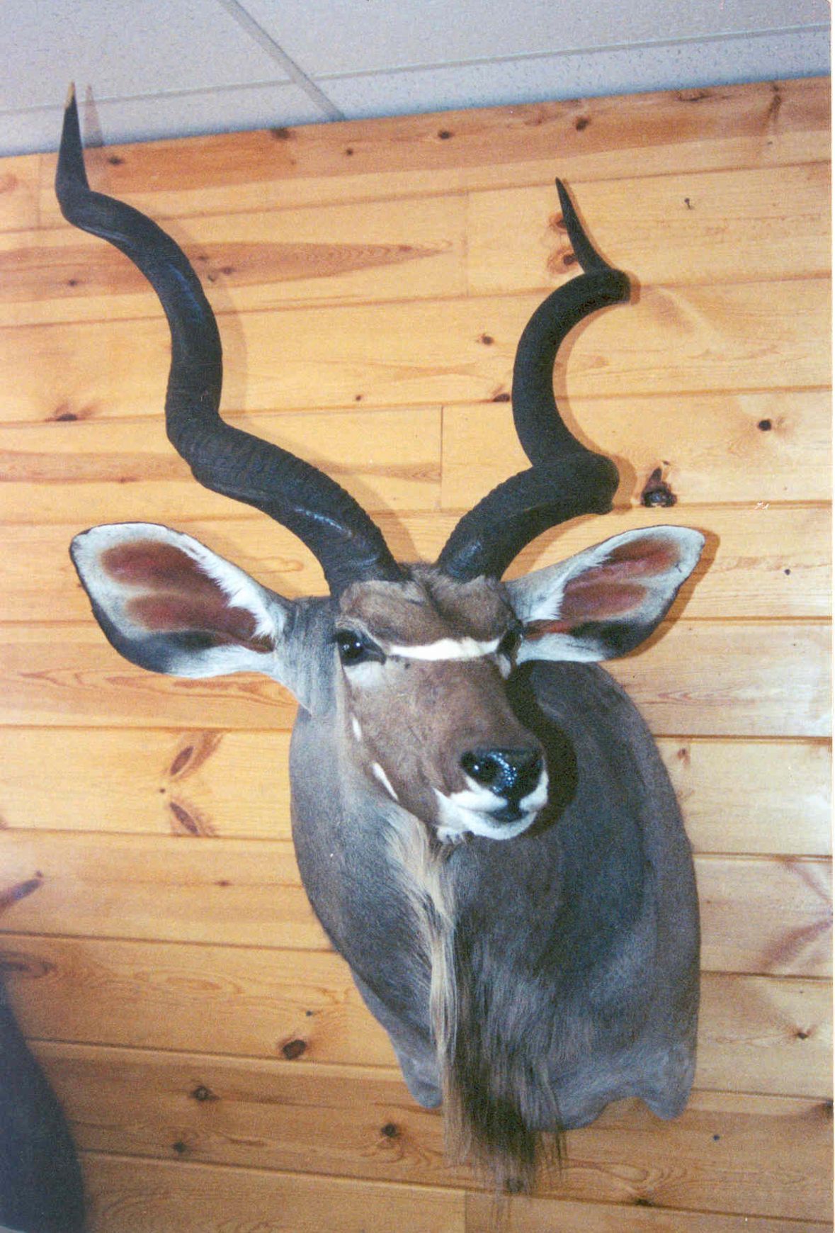 A stuffed exotic animal head hanging on a wooden wall