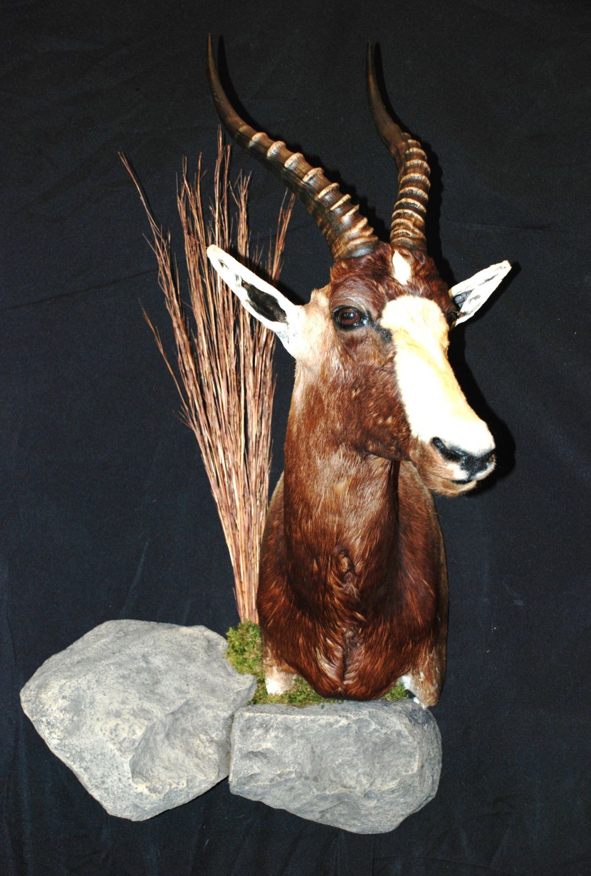 A stuffed exotic animal head