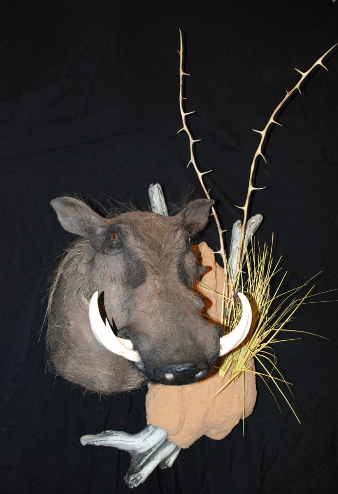 A warthog head with tusks and thorns on a black background