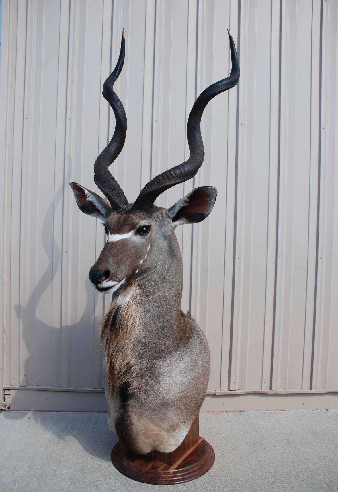 A stuffed exotic animal head