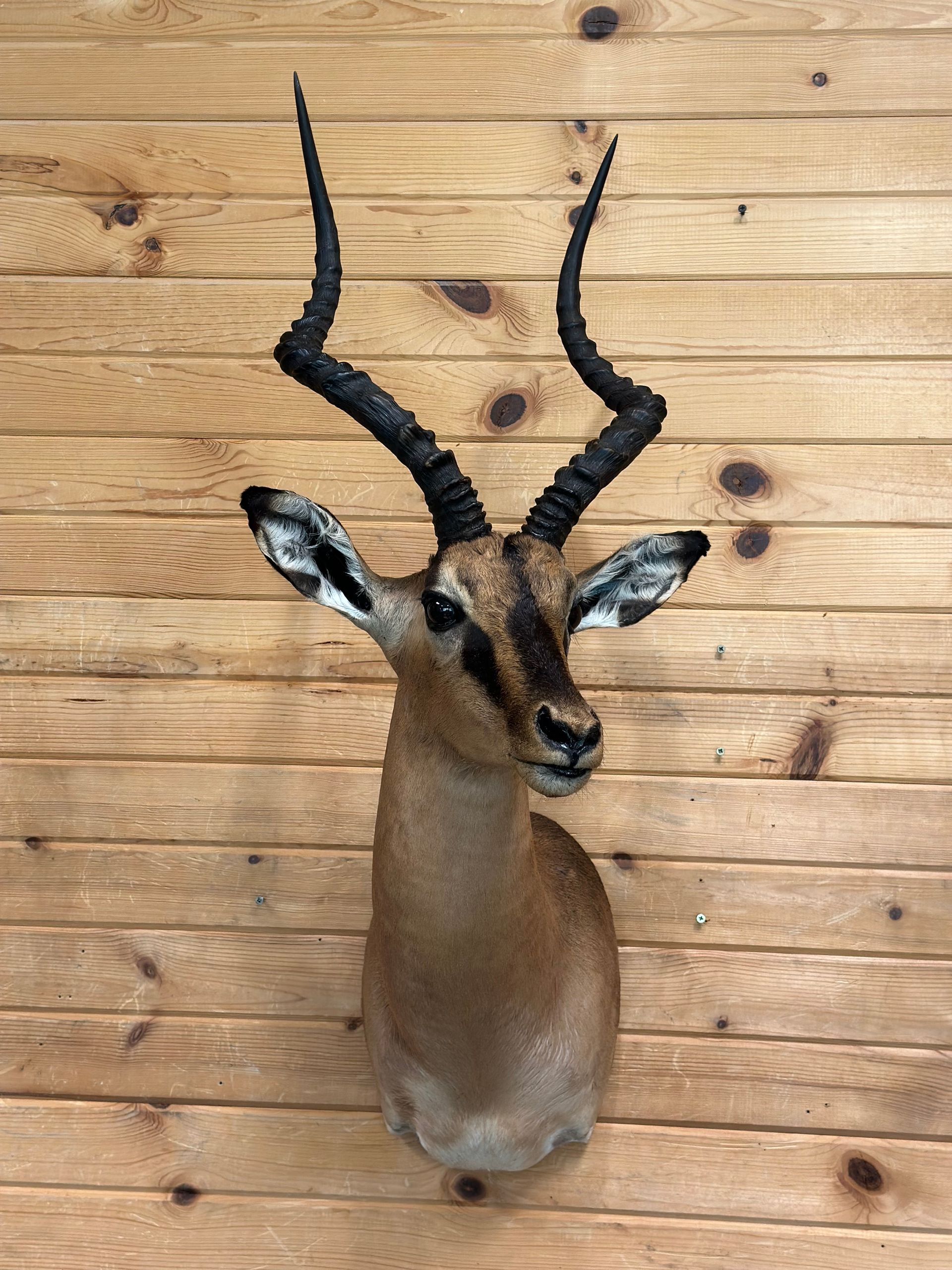 A stuffed exotic animal head is hanging on a wooden wall.