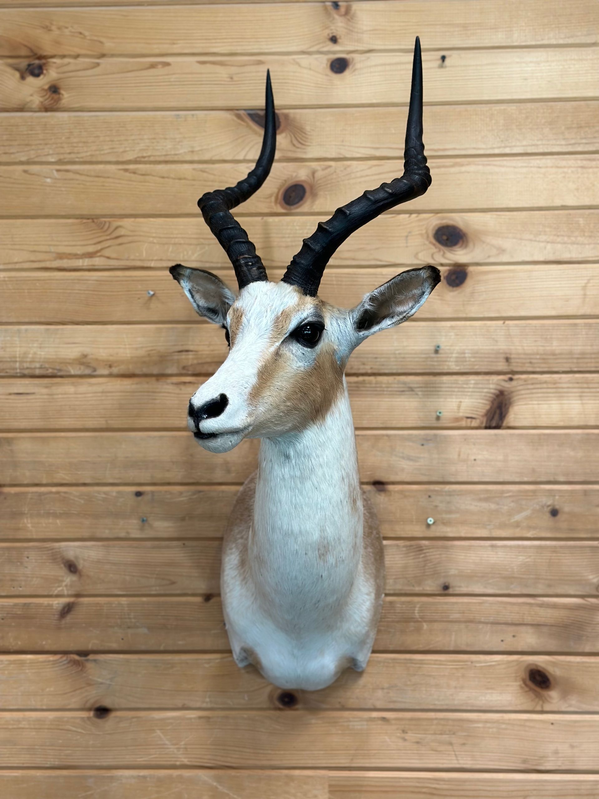 A stuffed exotic animal head is hanging on a wooden wall