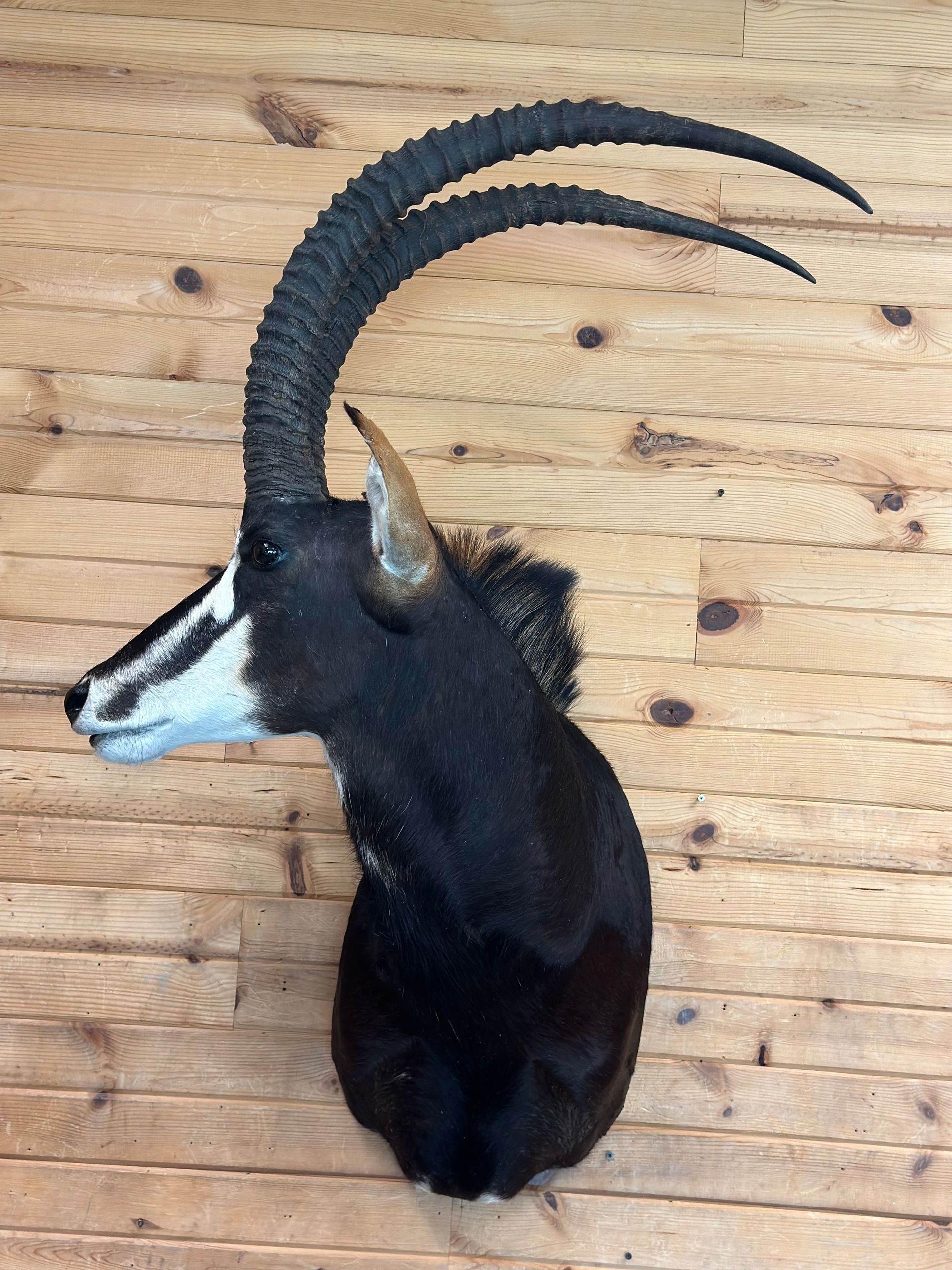 A black and white goat head with long horns is hanging on a wooden wall.