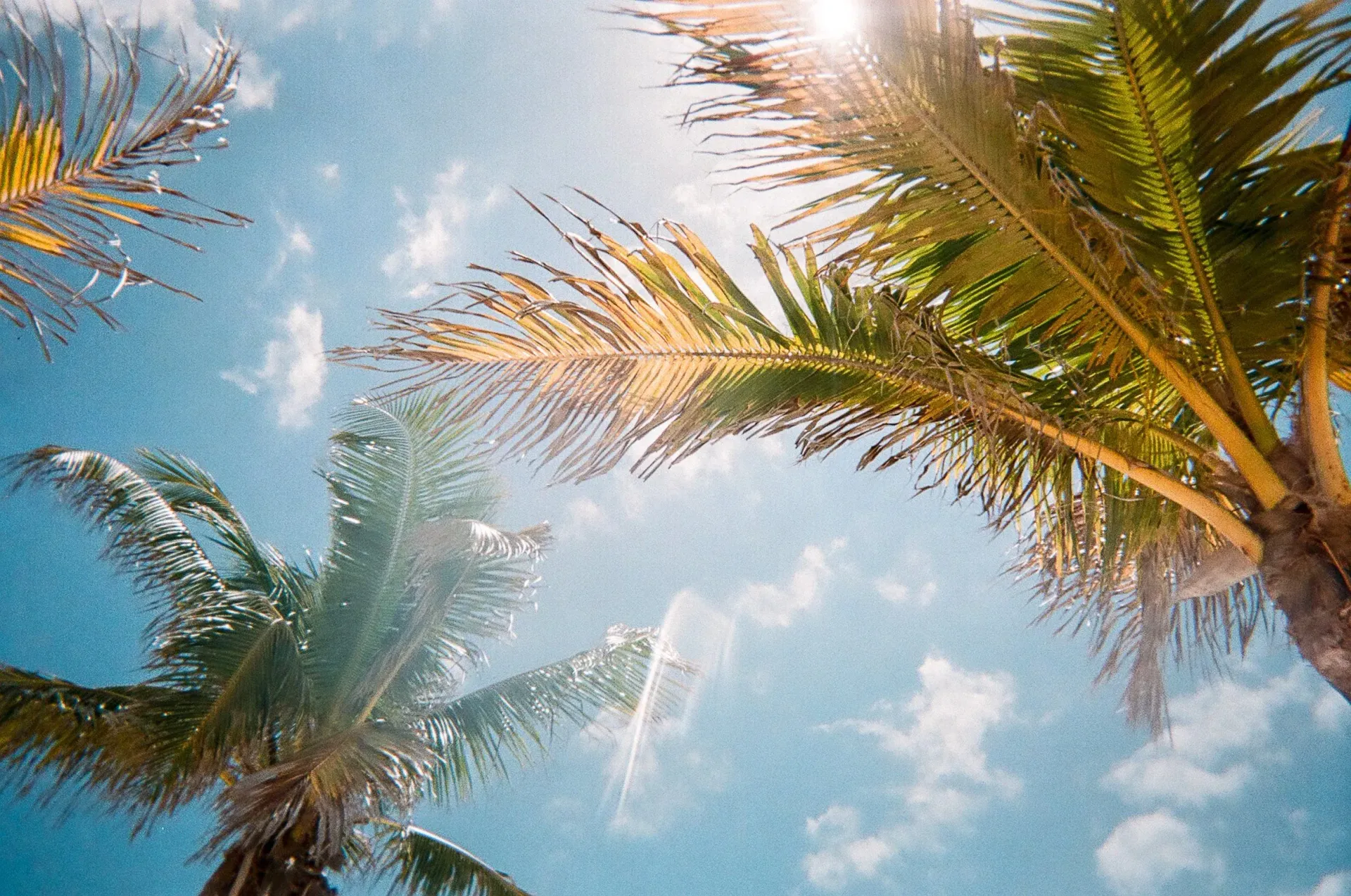 Palm trees against a bright blue sky with sun shining through the leaves.