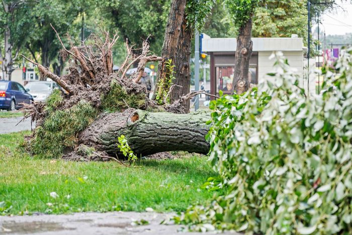 Fallen Tree