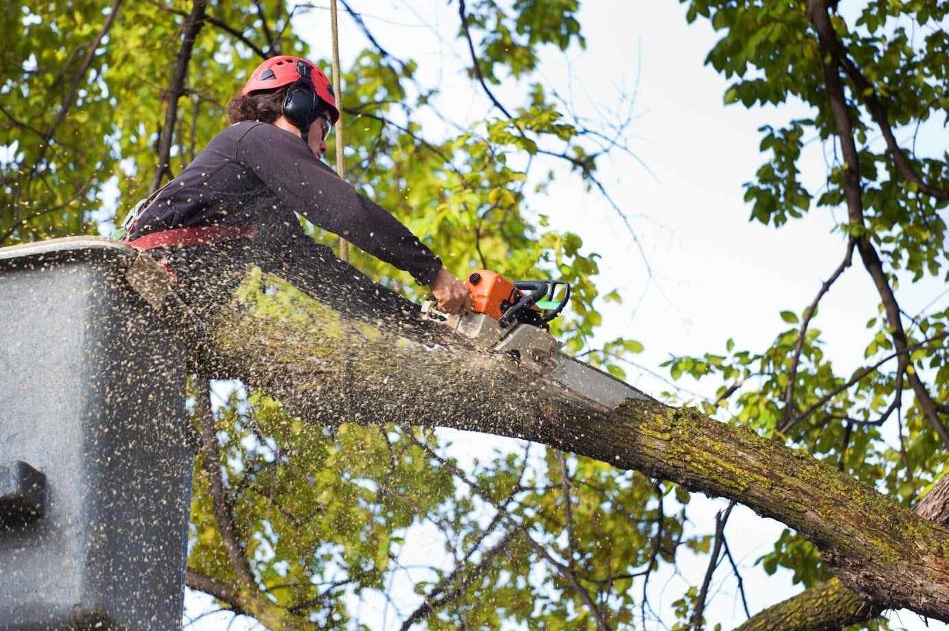 Man using a chainsaw to cut a tree branch, wearing safety gear, in a lift bucket.