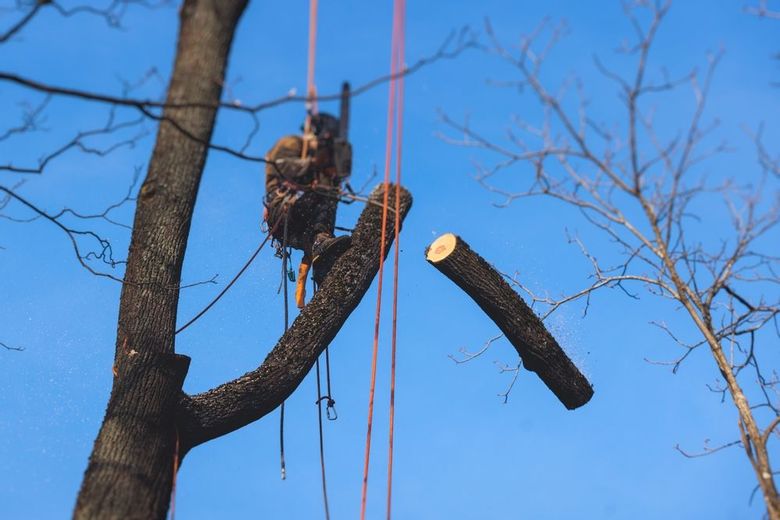 A tree surgeon is cutting a tree branch with a chainsaw.