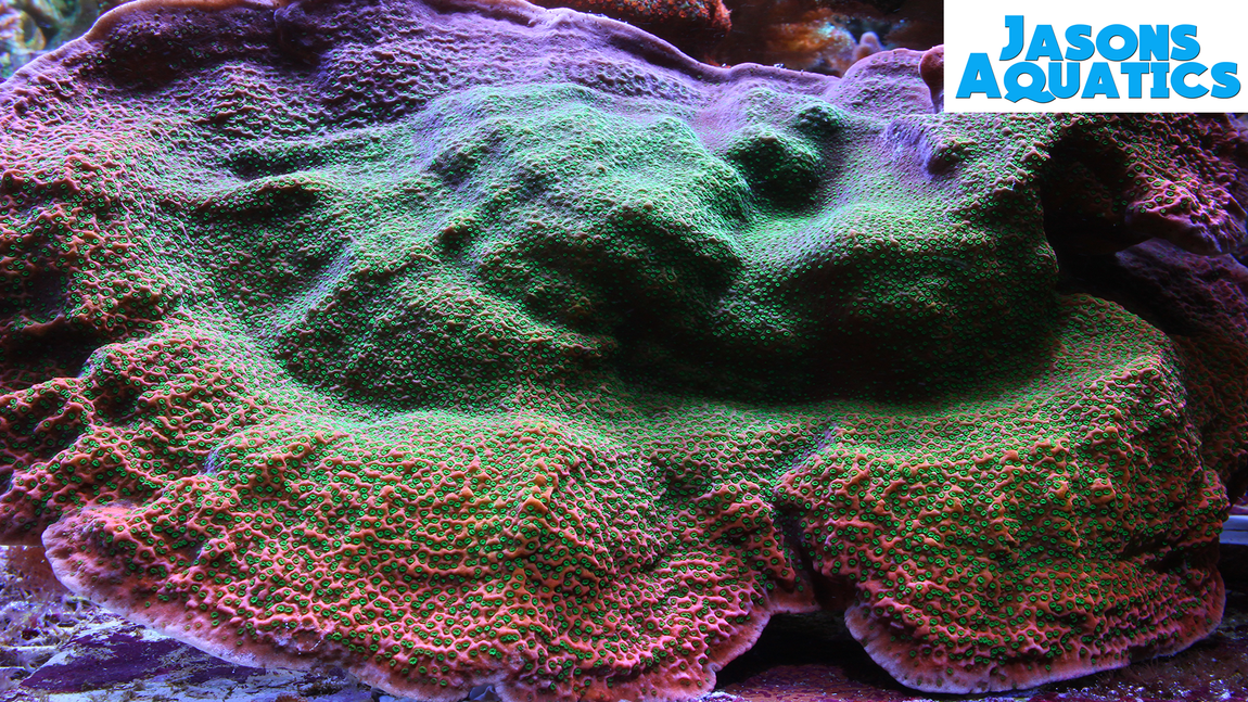 Acropora Red Planet SPS Coral Frag WYSIWYG