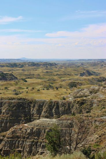 Woman with curly hair smiles while typing at a desk near a window and plant.