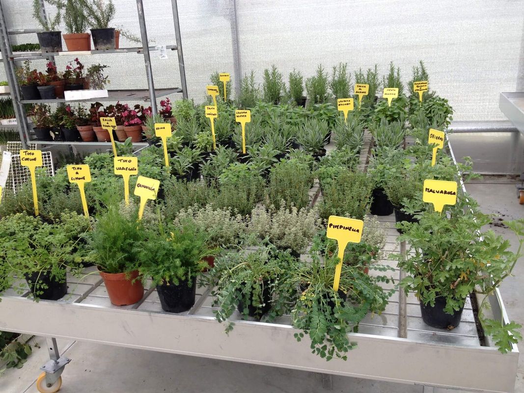 vendita piante ortive
