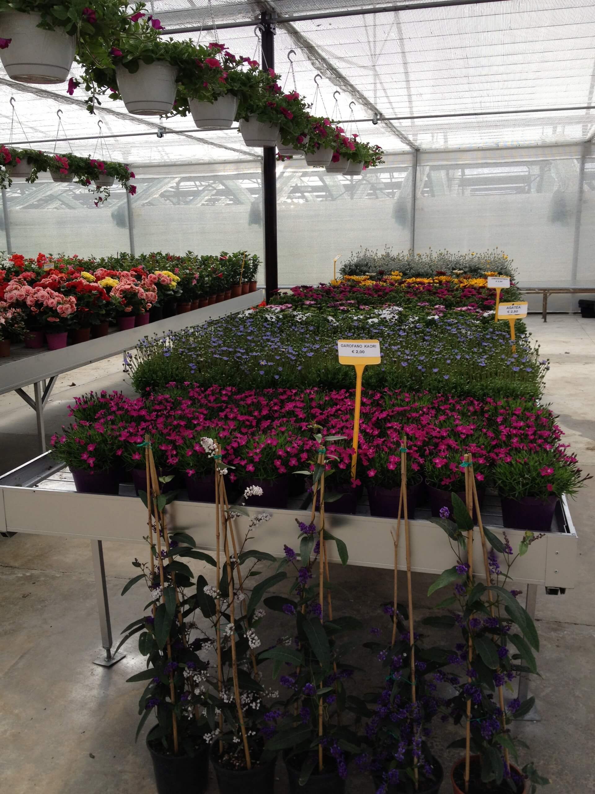 produzione di piante all'ingrosso