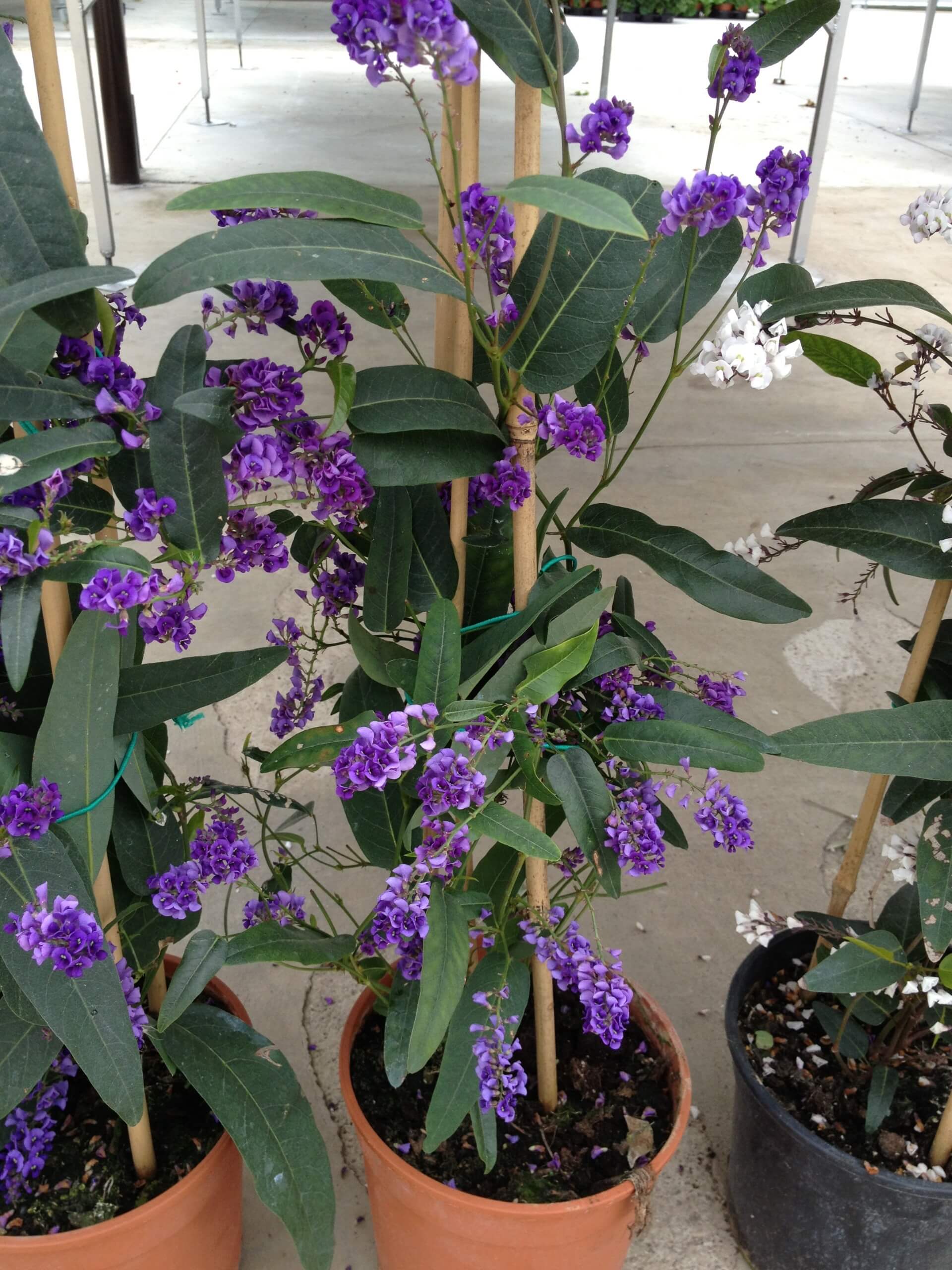 consegna di piante da interno