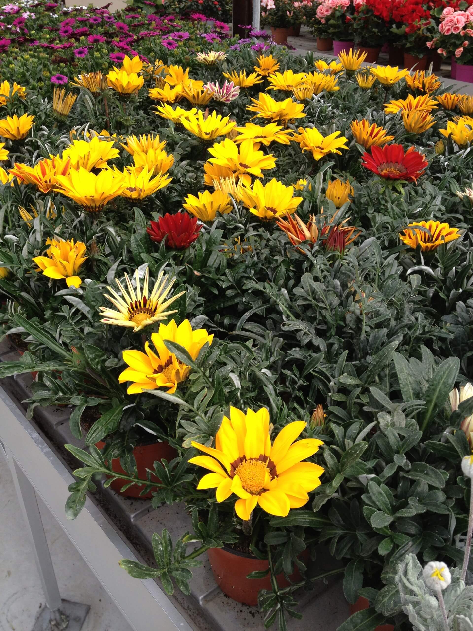 piante ornamentali da giardino