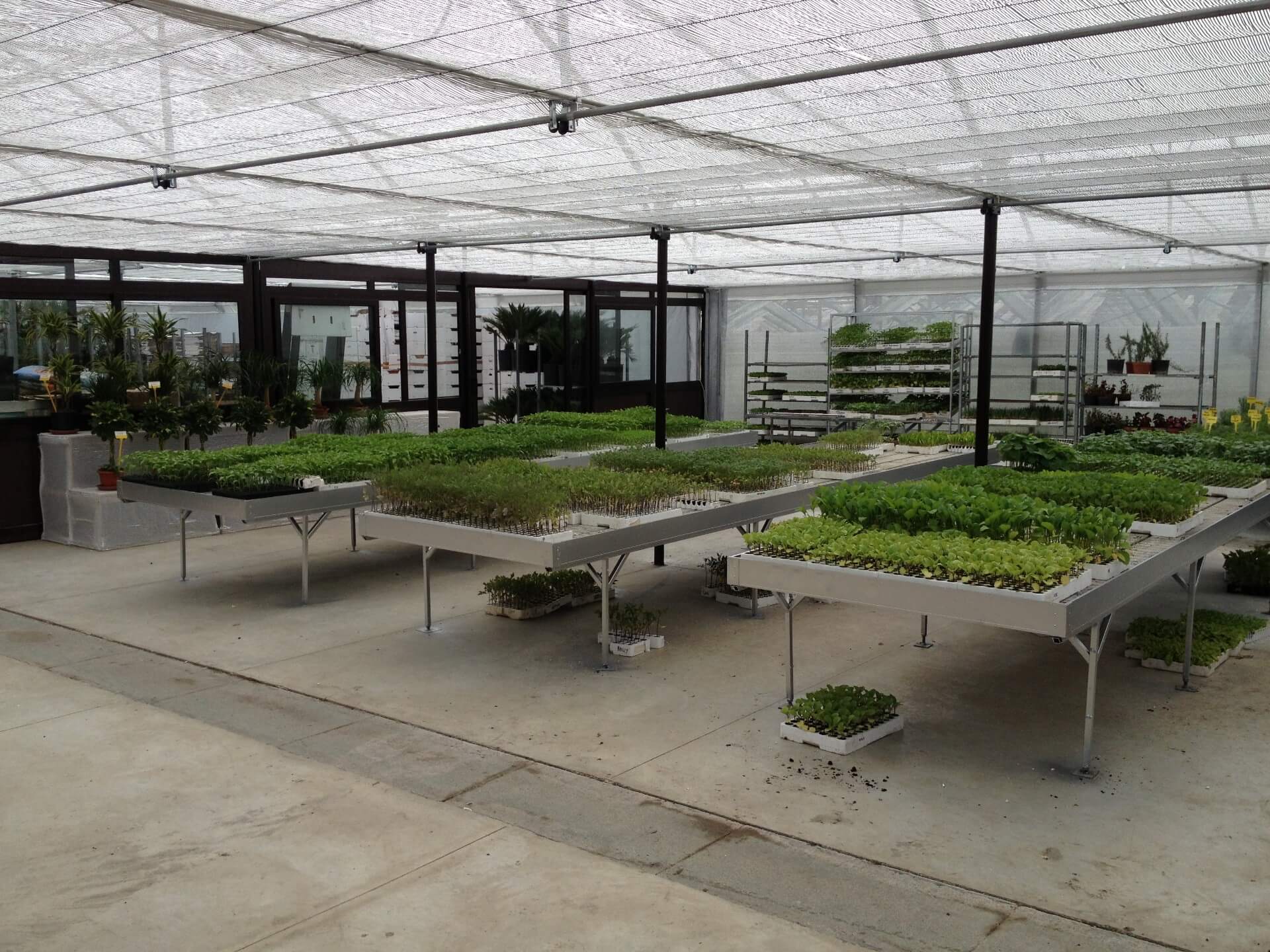 ampia produzione di piantine da orto