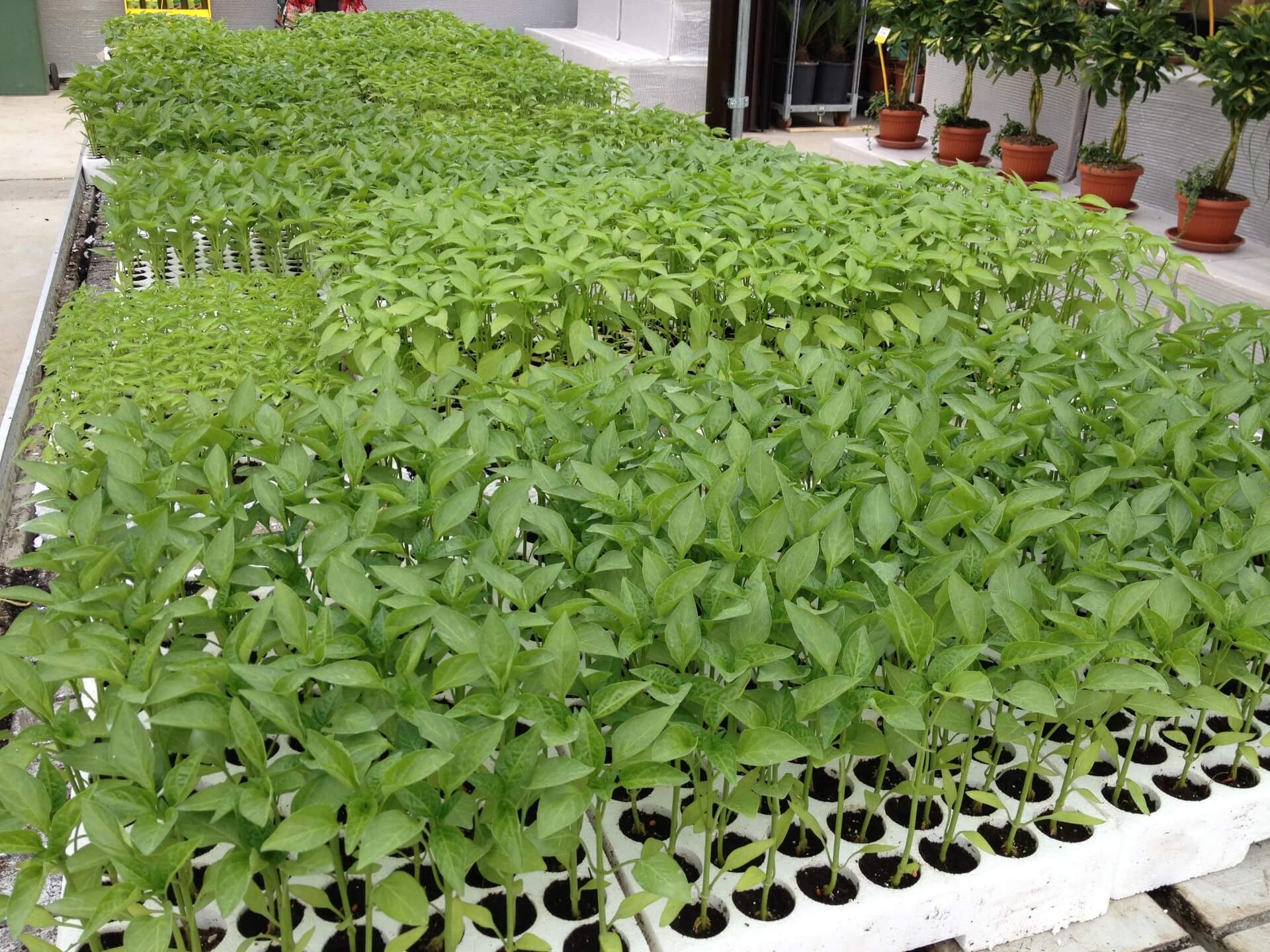 piante ortive in polistirolo