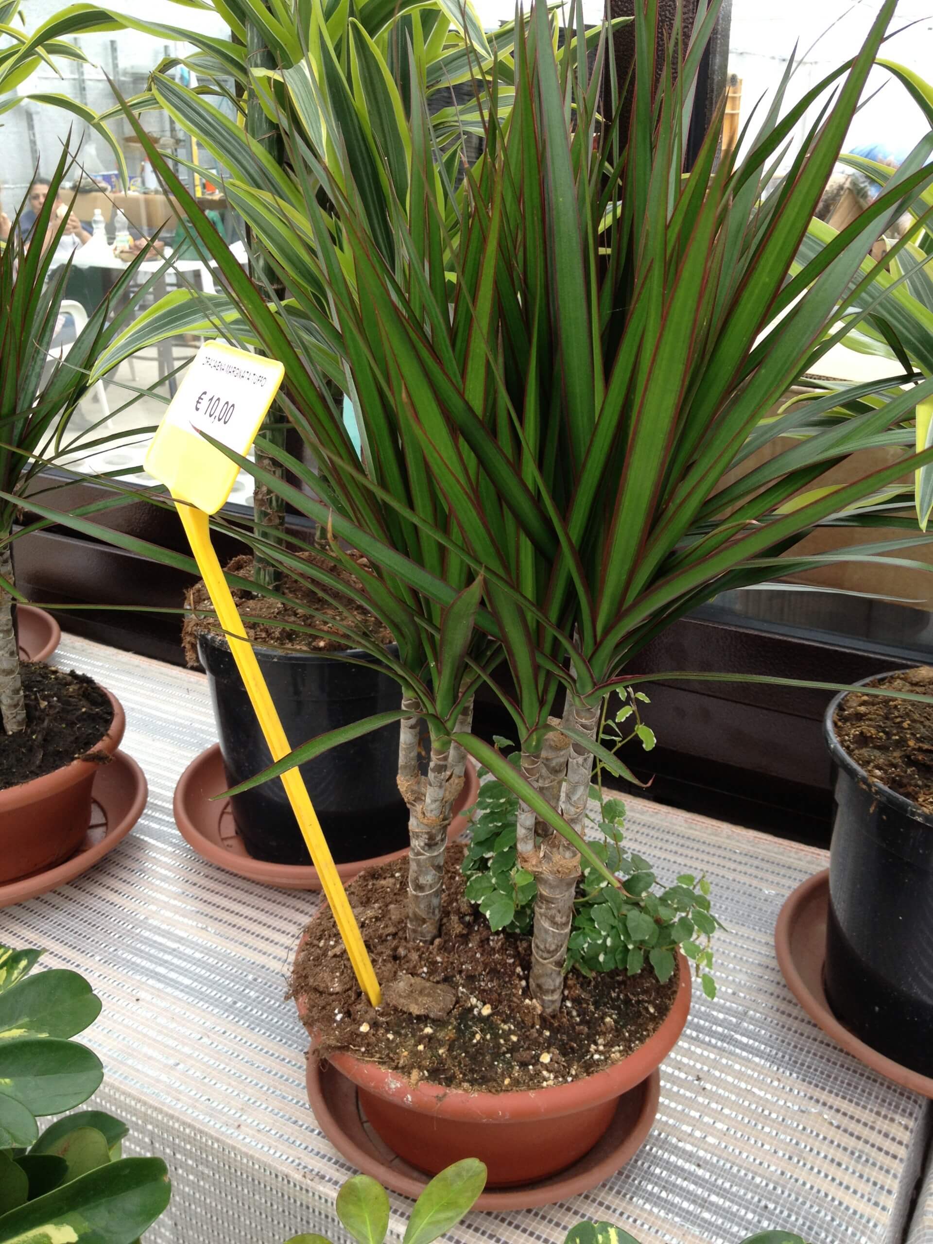 piante syngorium per l'interno