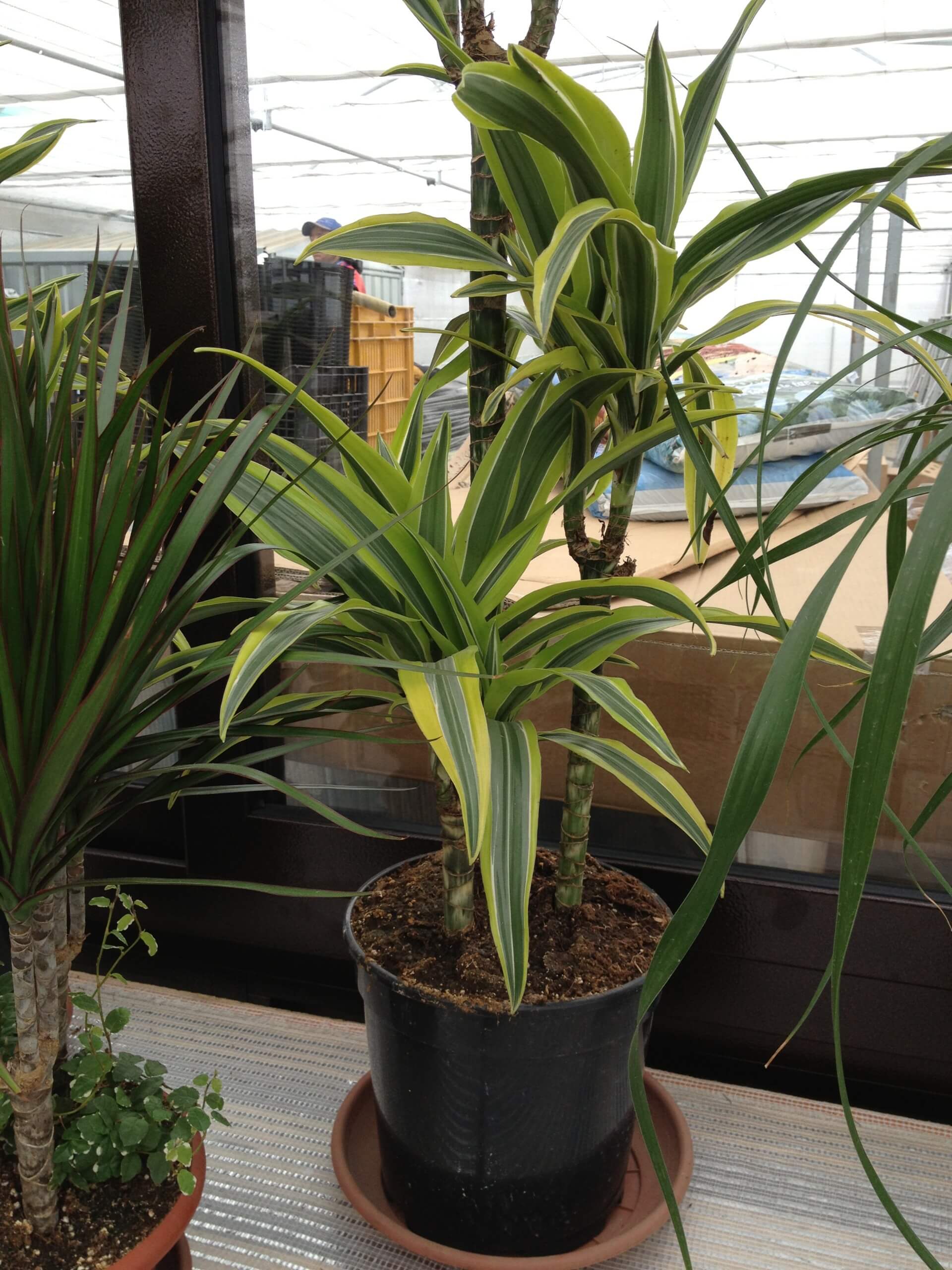 piante da appartamento