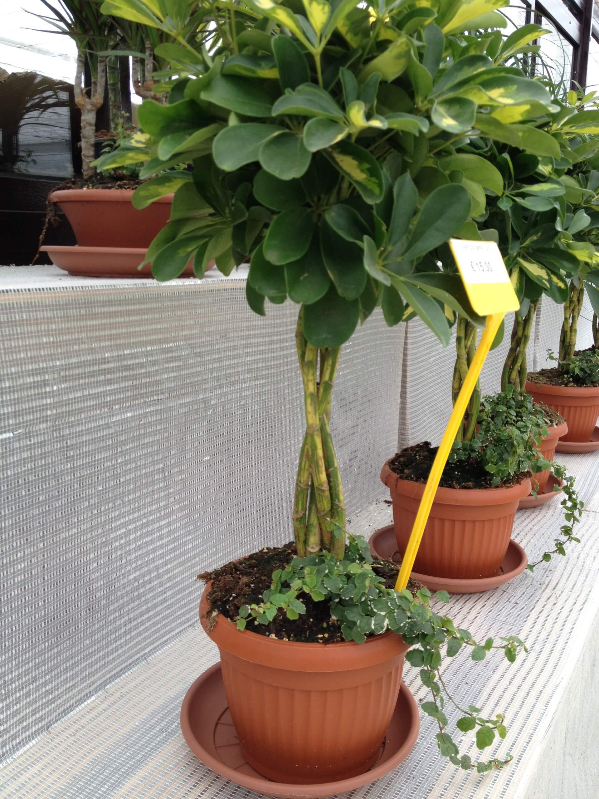 produzione e vendita di schefflera