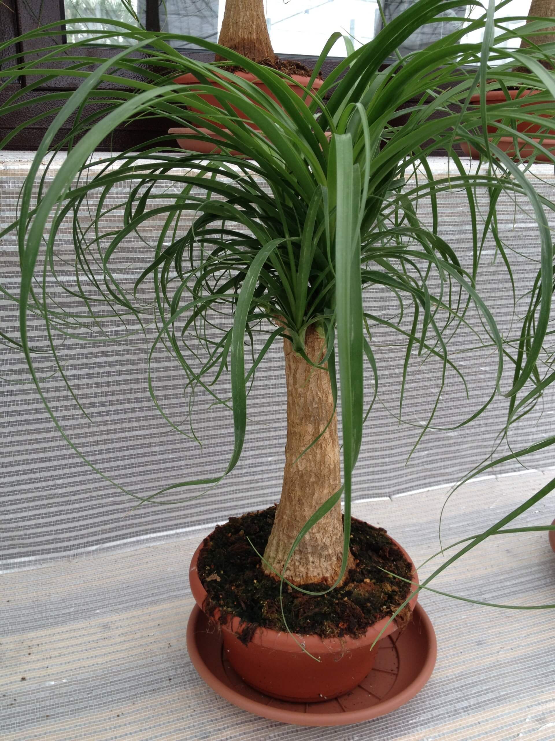 vendita piante sanseviera