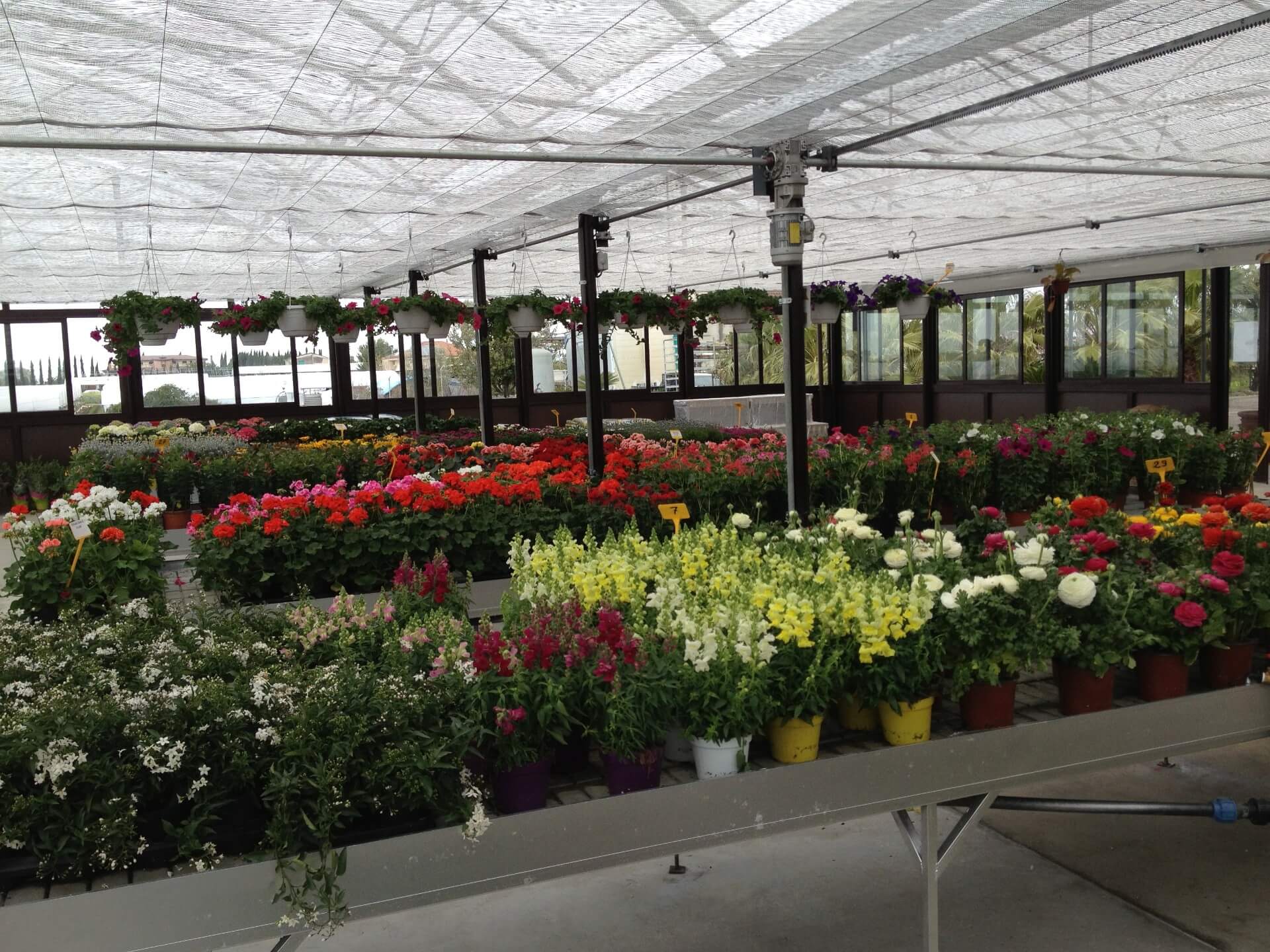 piante da fiore all'ingrosso