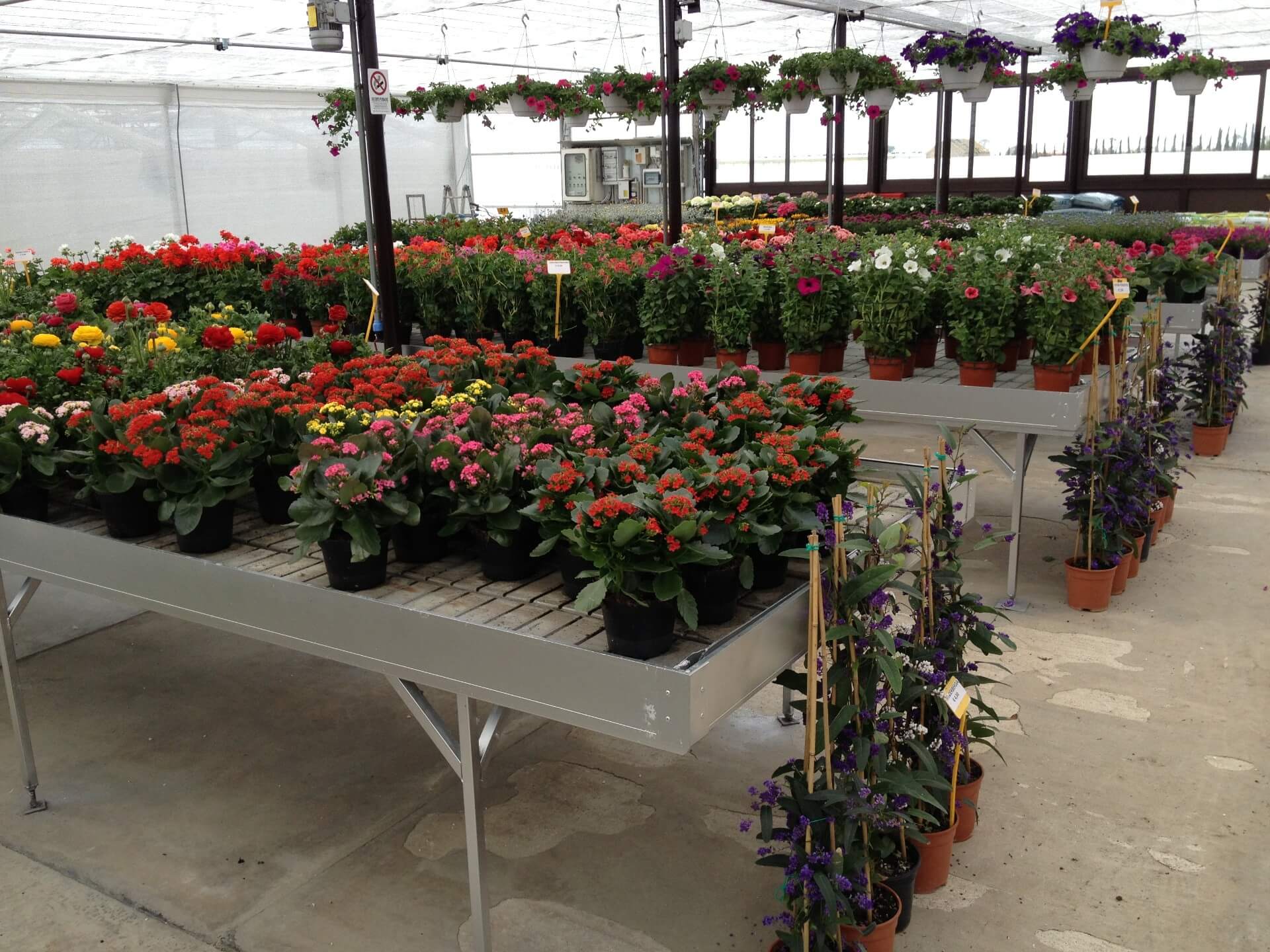 produzione di piante da fiore