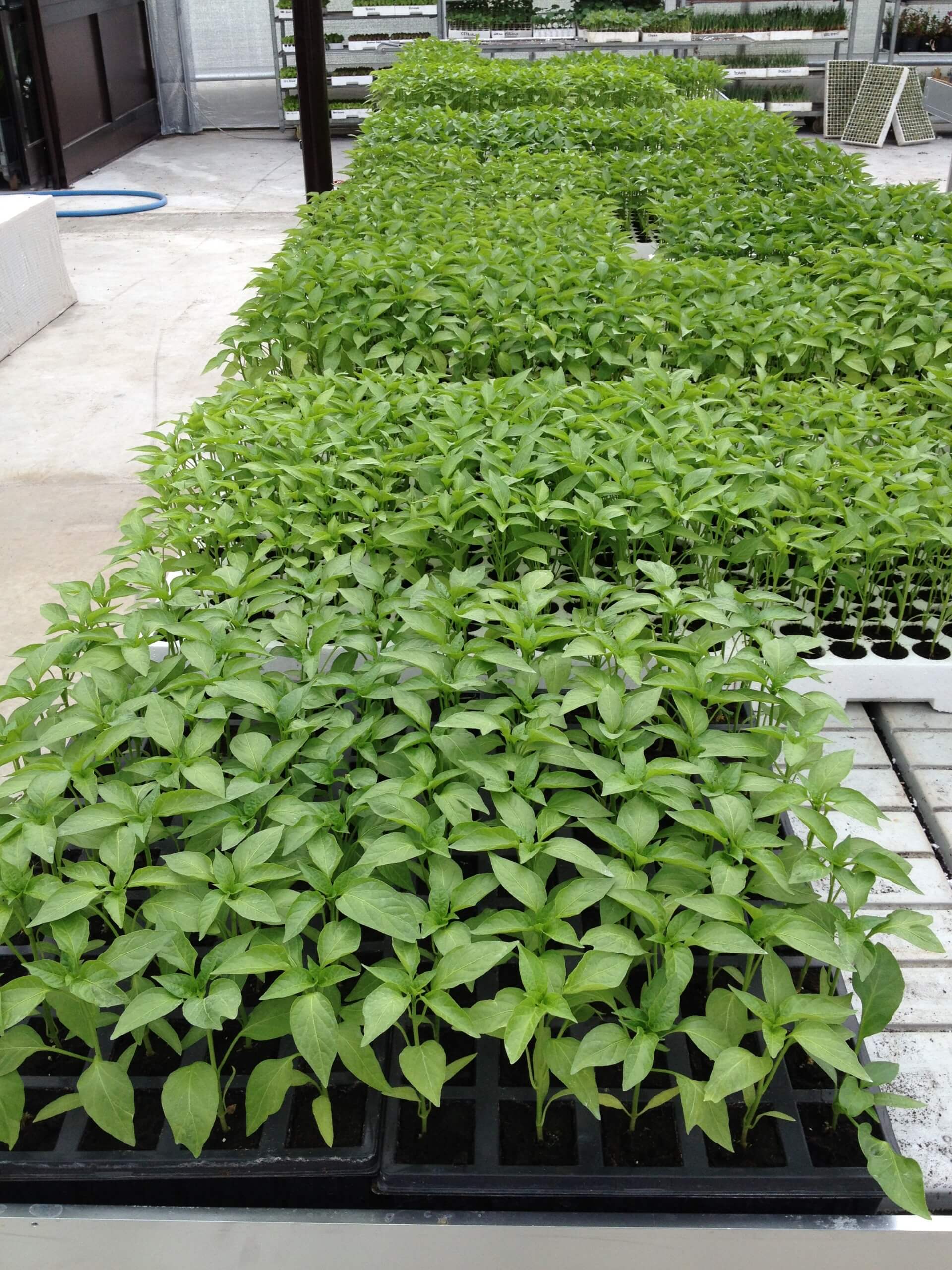 vendita di piantine da orto