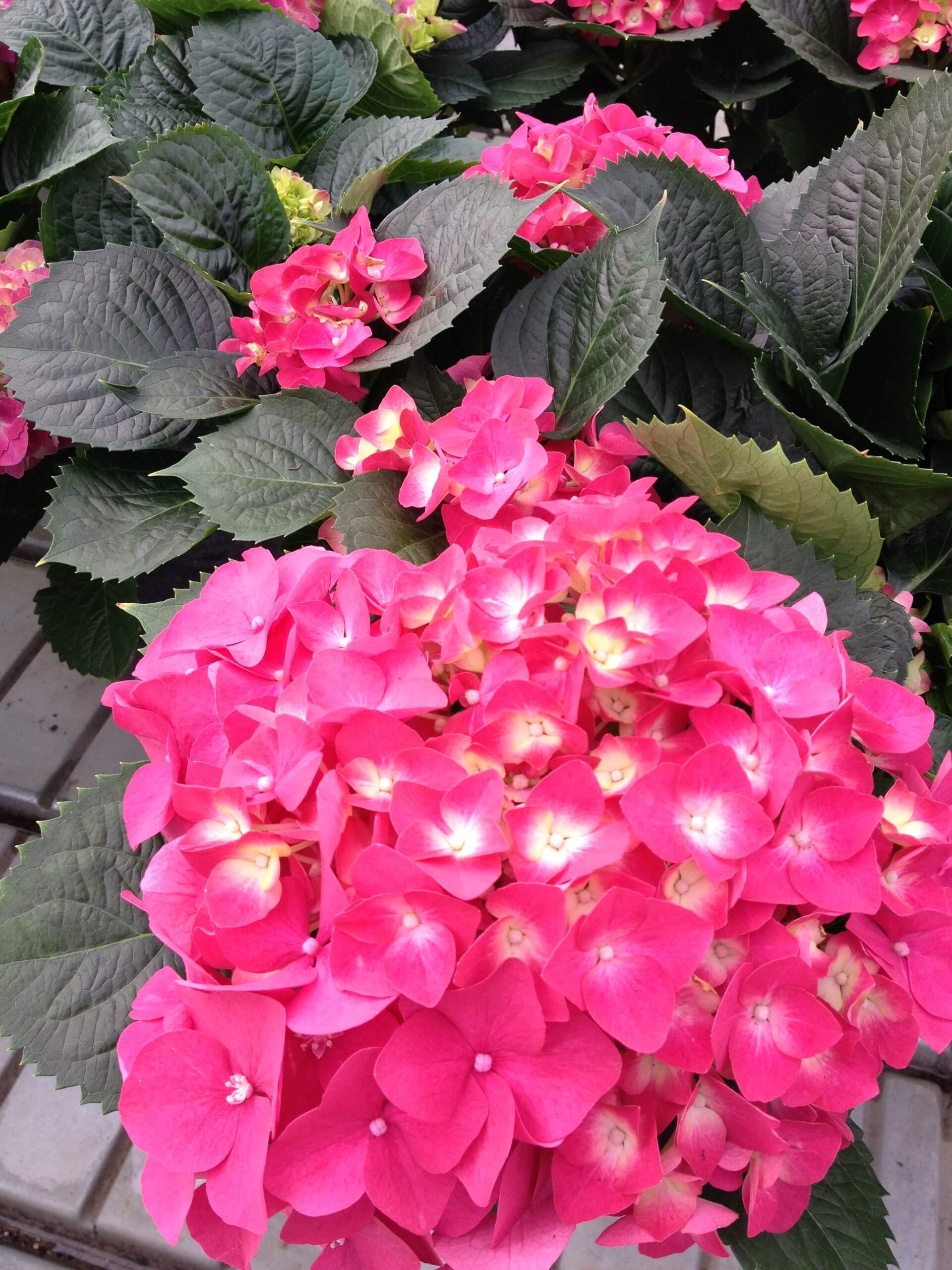 vendita di Dimorphoteca