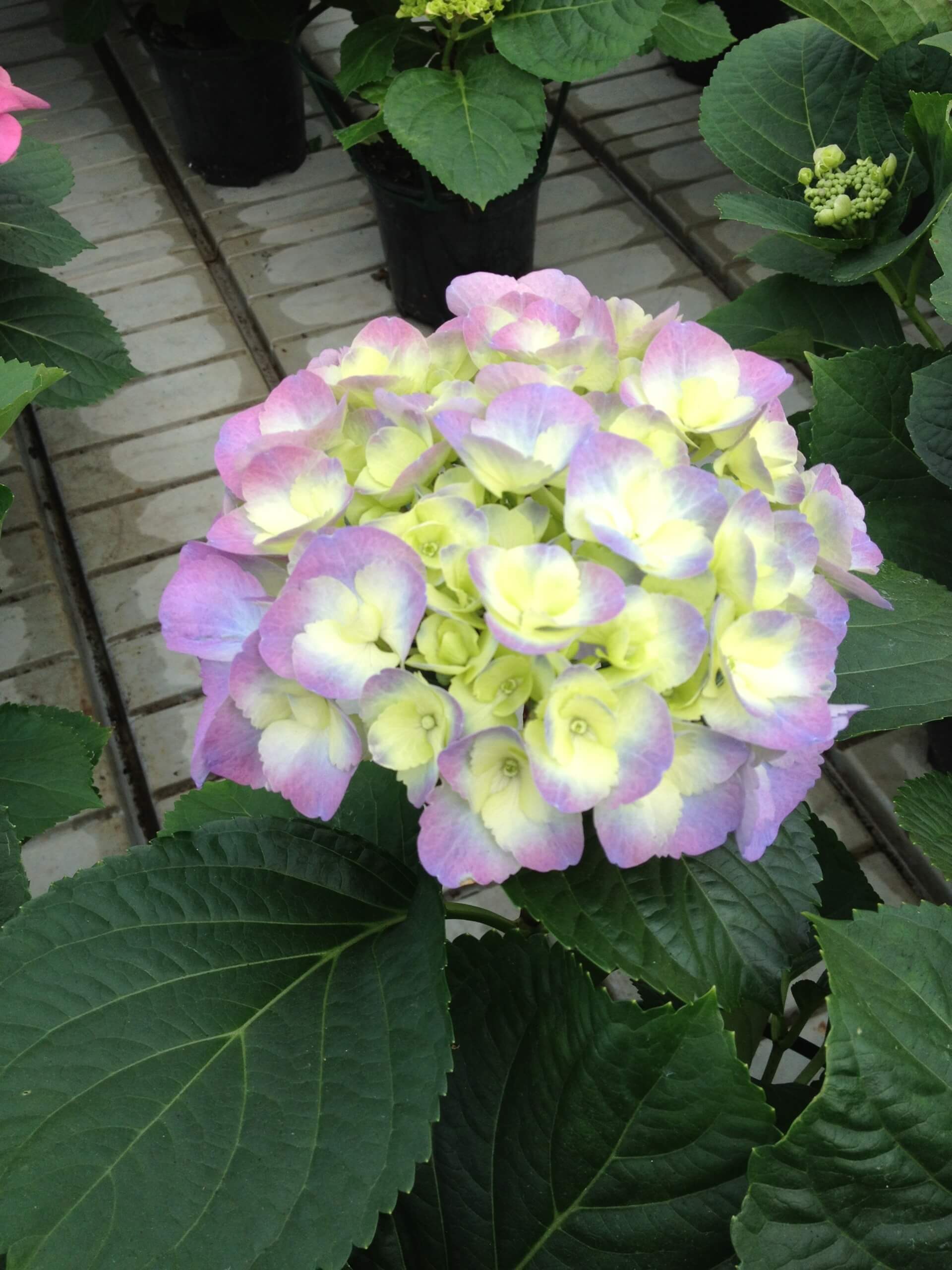 vendita di Geranio pendente