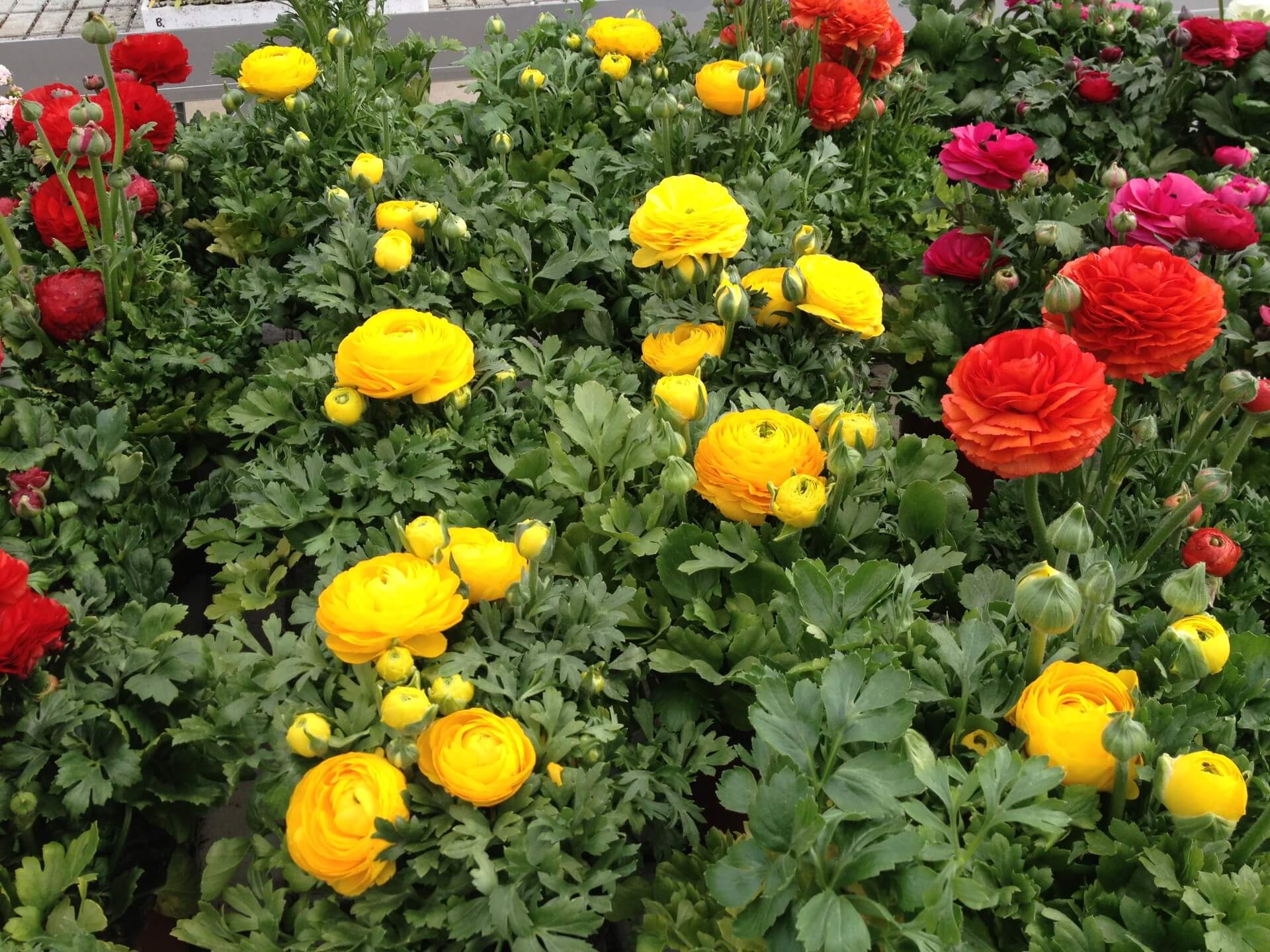 produzione di rose per il giardino