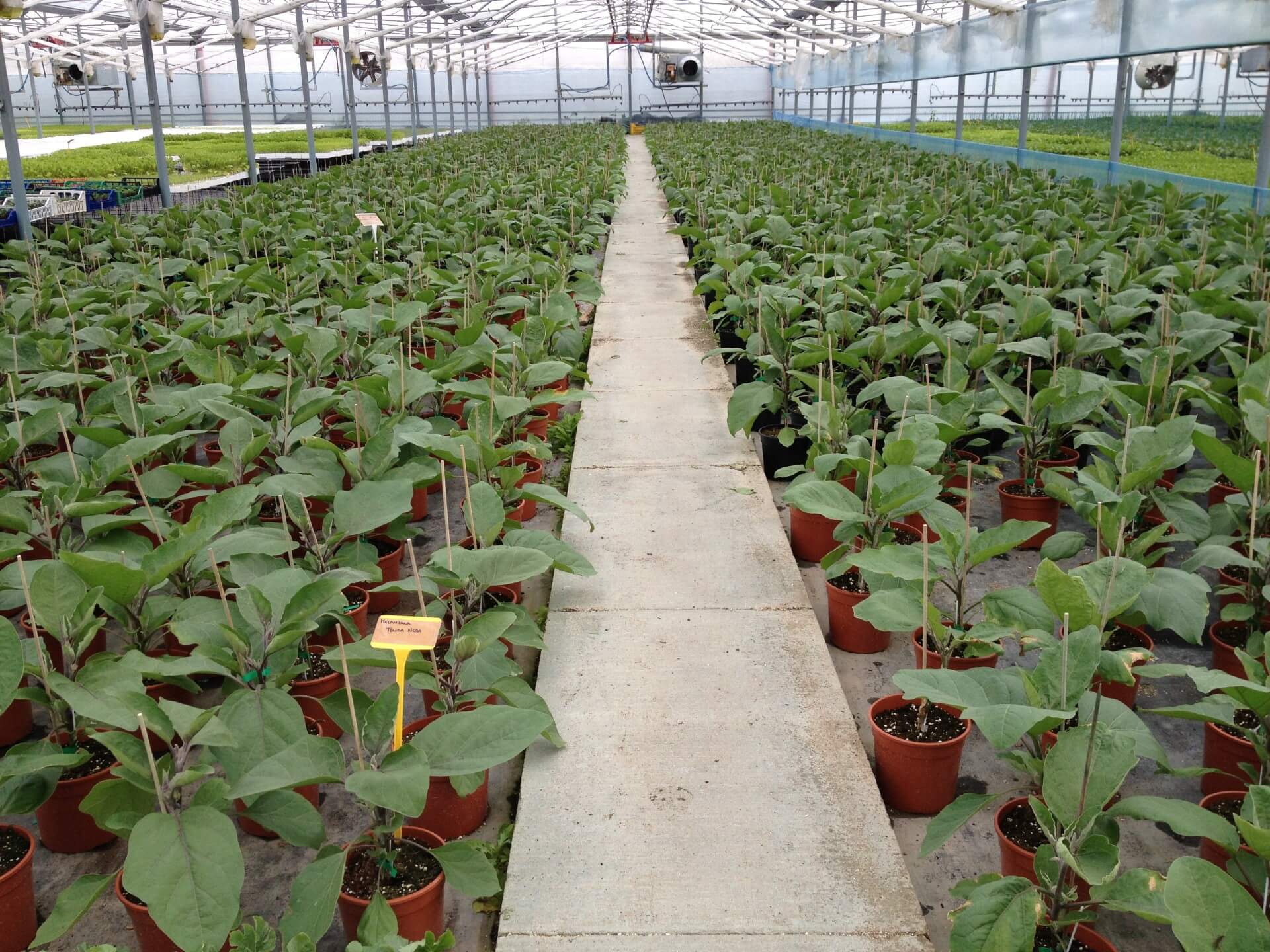 produzione all'ingrosso di piante per interni