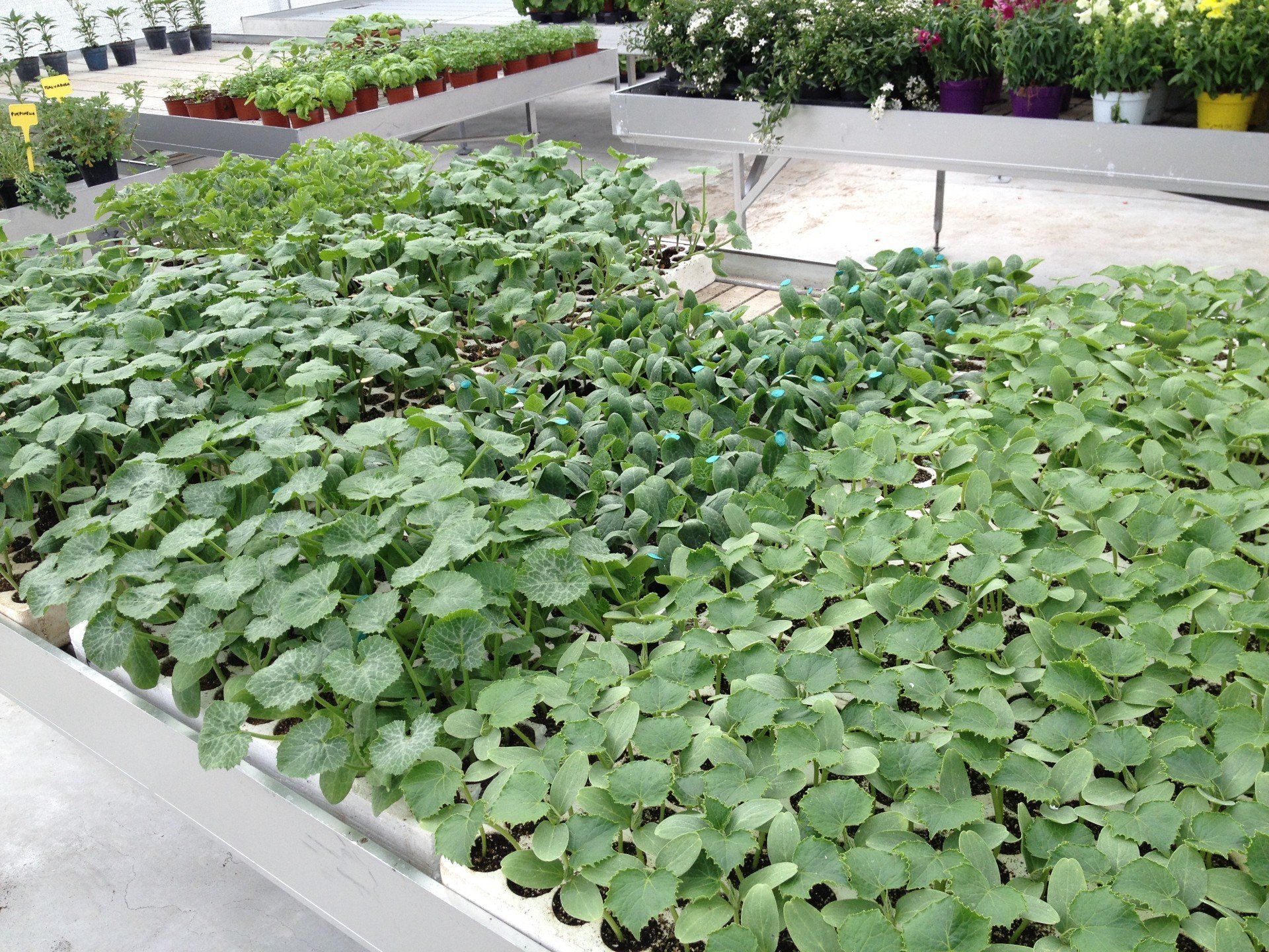 coltivazione piantine ornamentali per il giardino