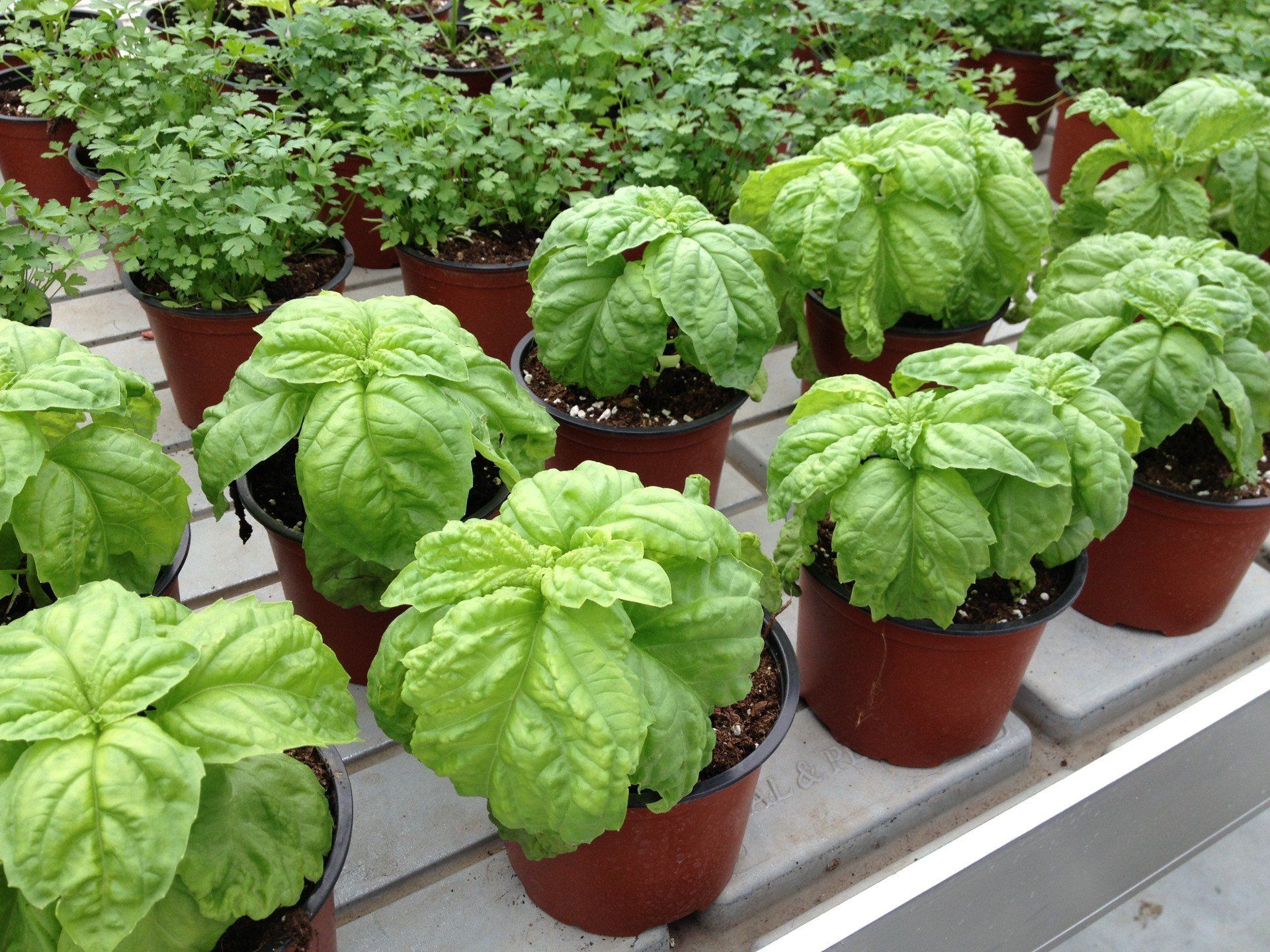 coltivazione piante da orto