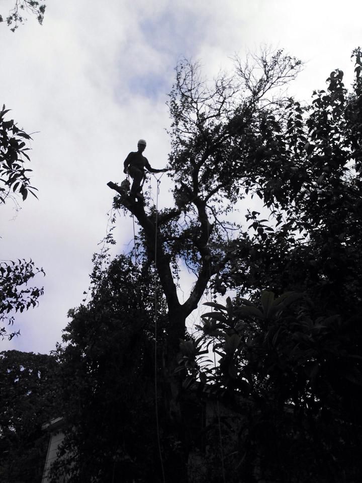 A silhouette of a man on top of a tree