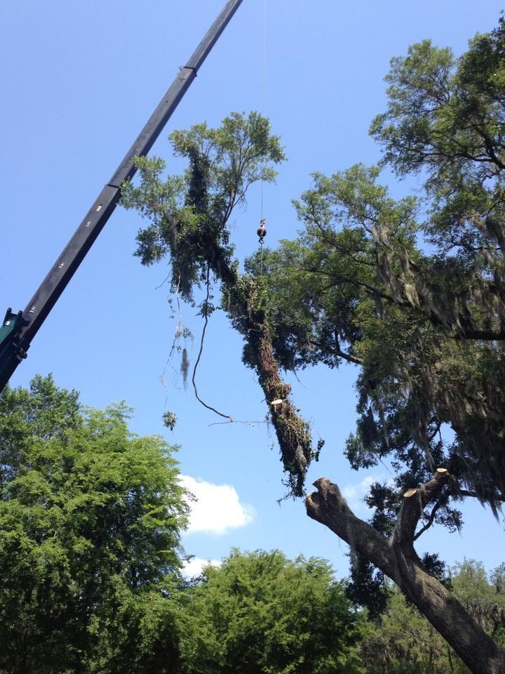 A large tree is being removed by a crane