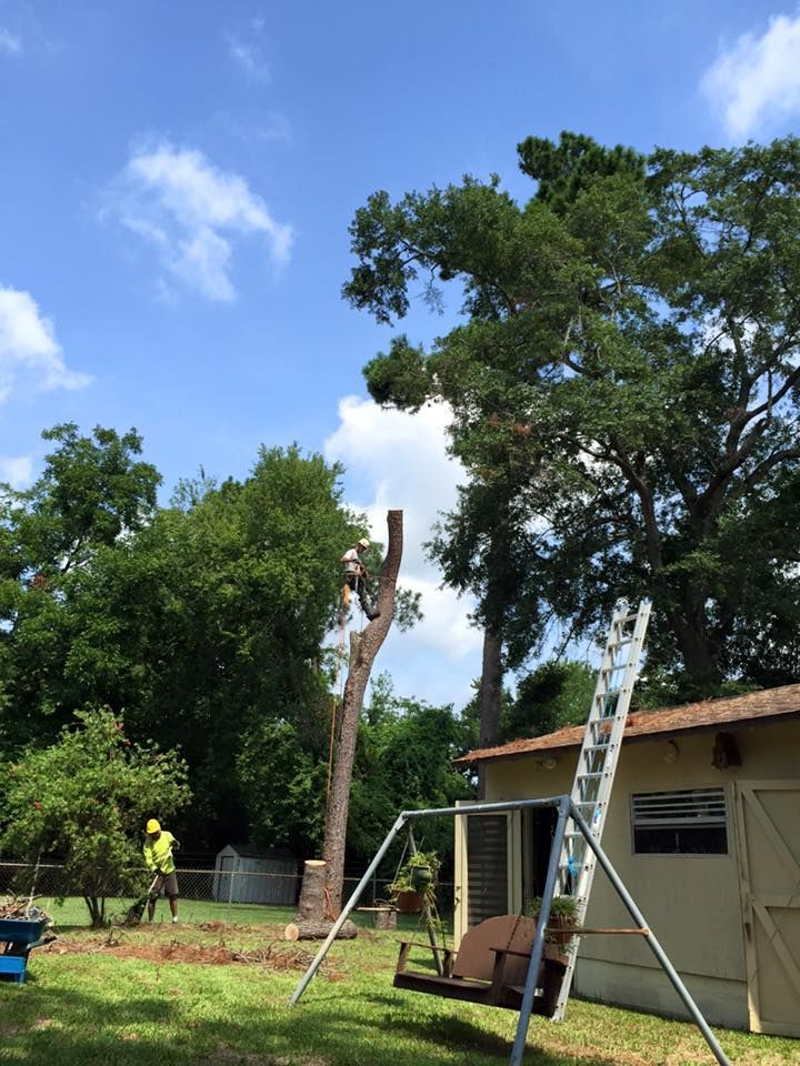 A man is cutting down a tree in a backyard