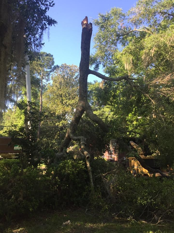 A large tree stump is sitting in the middle of a forest.