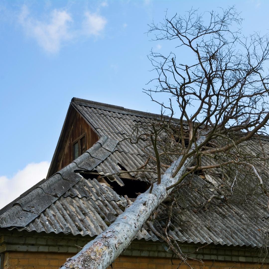Tree fallen on roof of weathered building, hole in shingles.