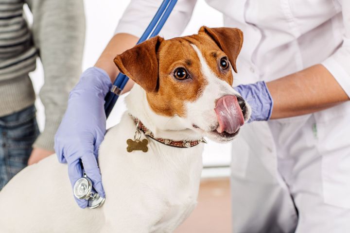cane dal veterinario
