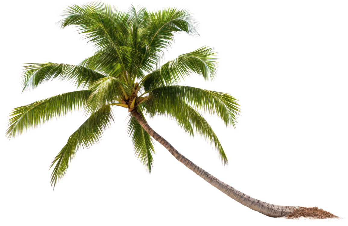 Palm tree with green fronds and a brown trunk leaning to the right.