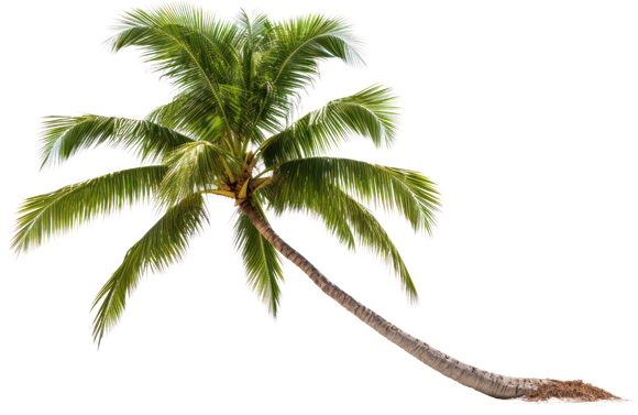 Palm tree with green fronds and a brown trunk leaning to the right.