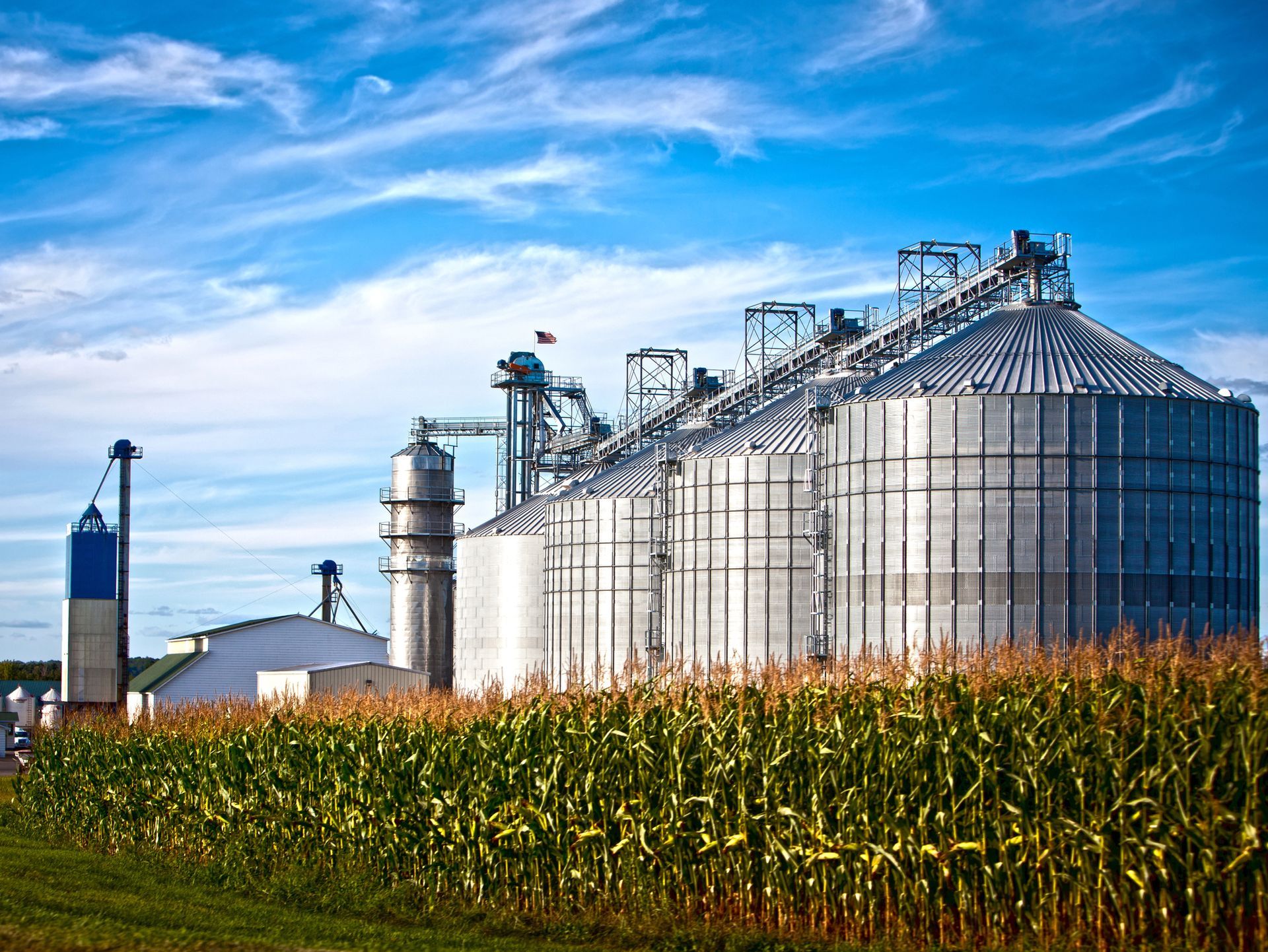 Silos per il grano dietro un campo di mais sotto un cielo azzurro con nuvole striate.