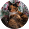Eine Katze sitzt in einem Kreis vor einem floralen Hintergrund.