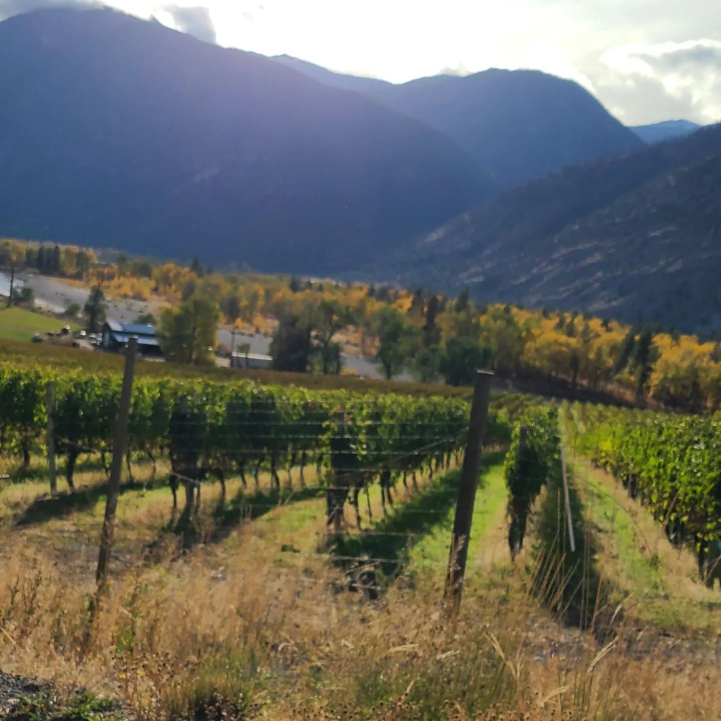 A vineyard with mountains in the background and a fence in the foreground