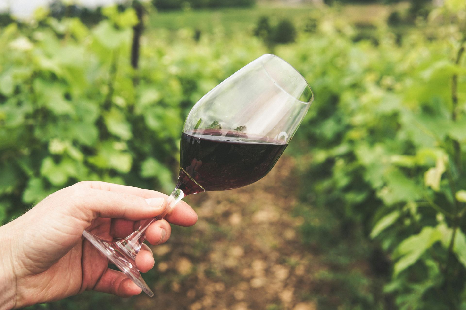 A person is holding a glass of red wine in a vineyard.