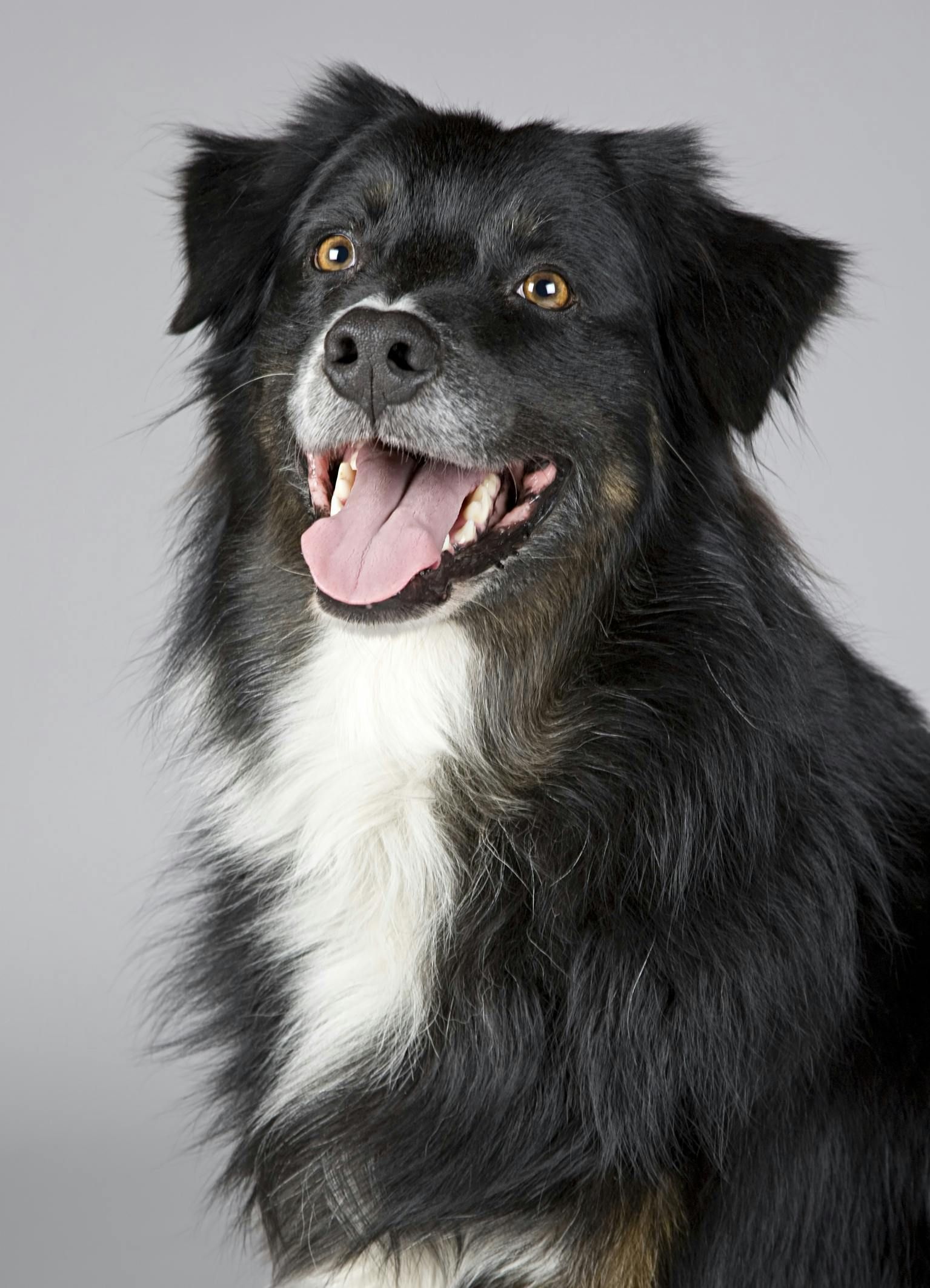 A black and white dog is smiling with its tongue hanging out.